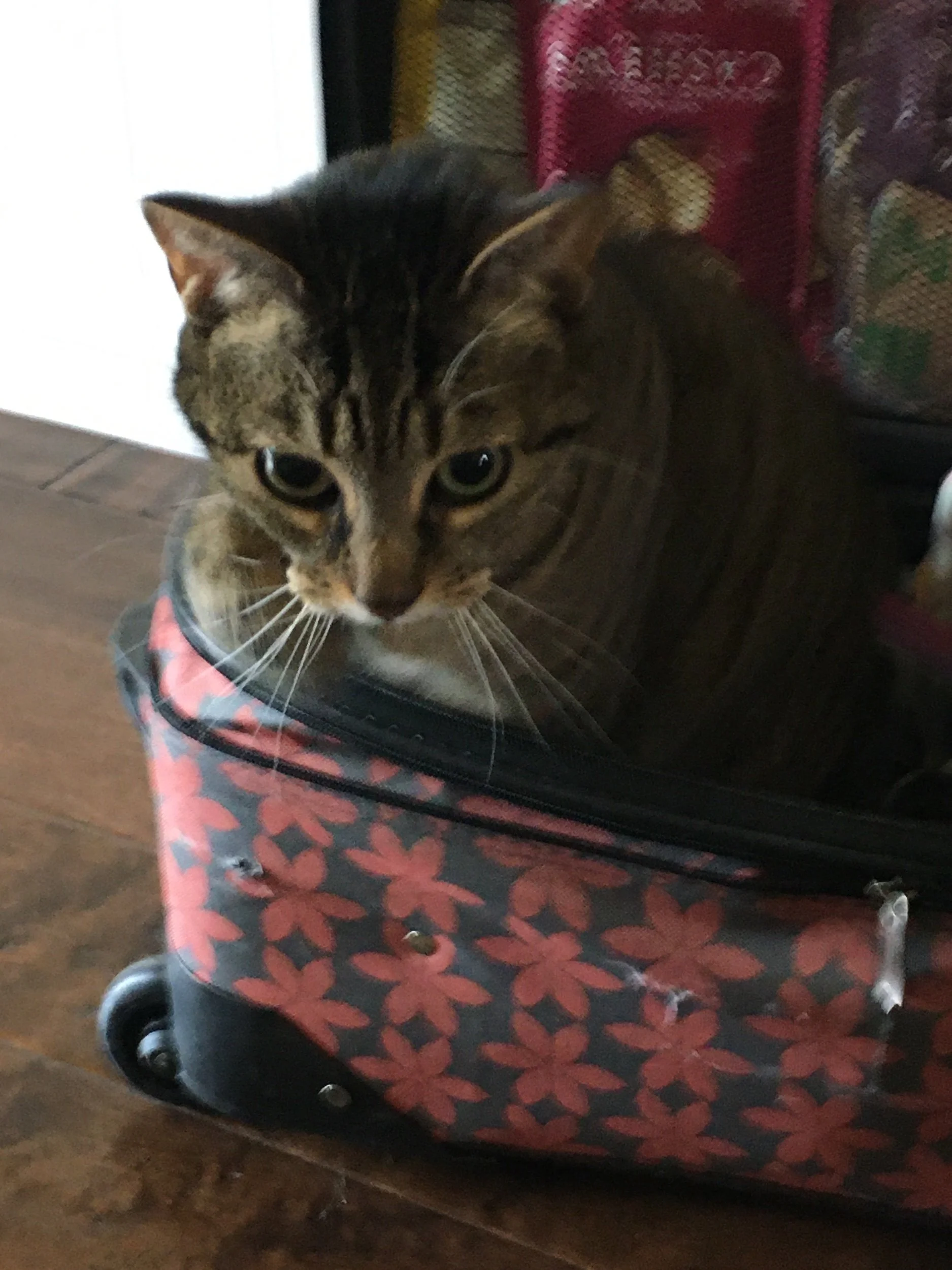 Magic Boxes, Gifts, and Borrowed Prompts—Prompts Inspired by Kit Wright