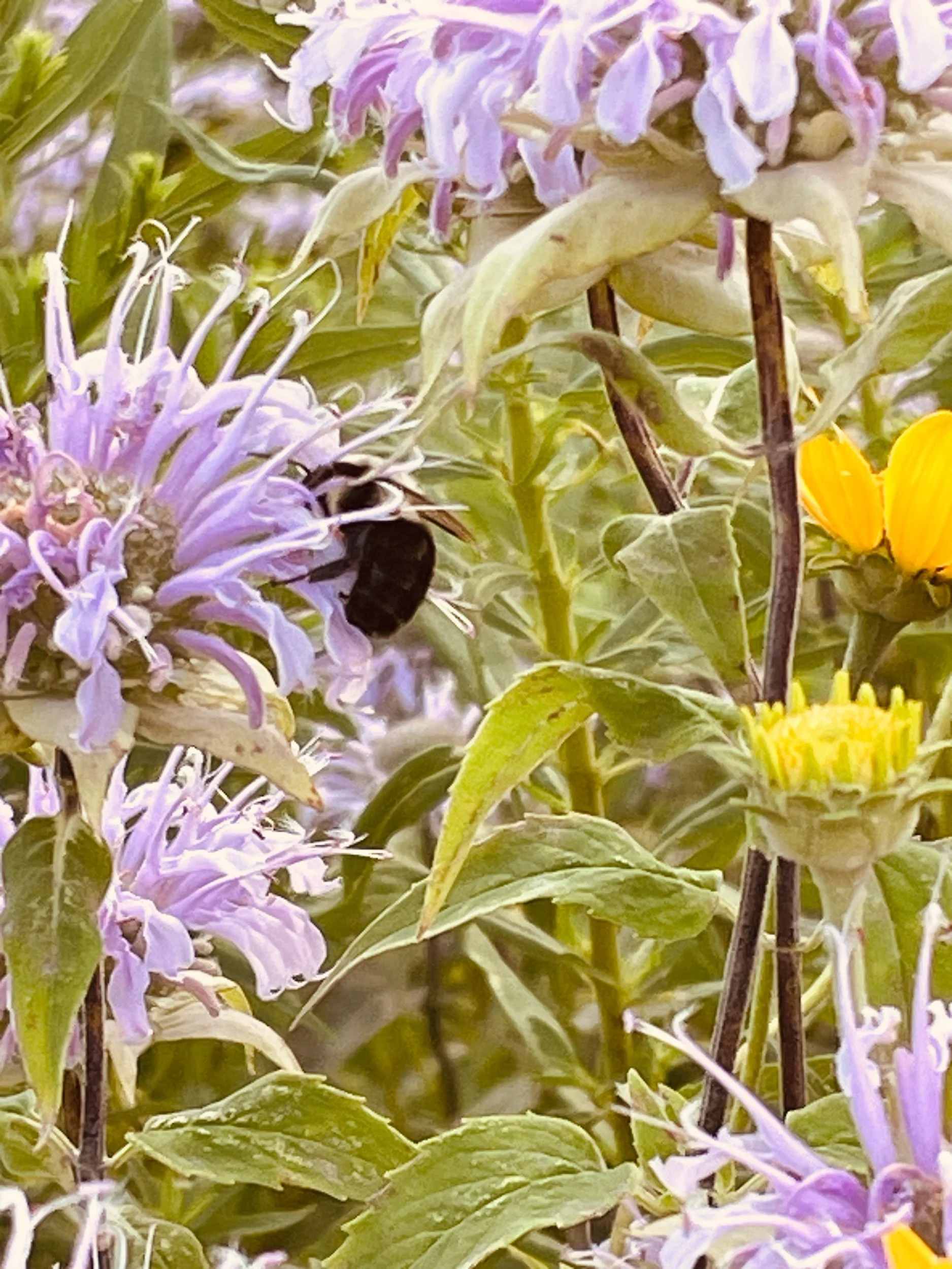 This Month is the Sealey Challenge