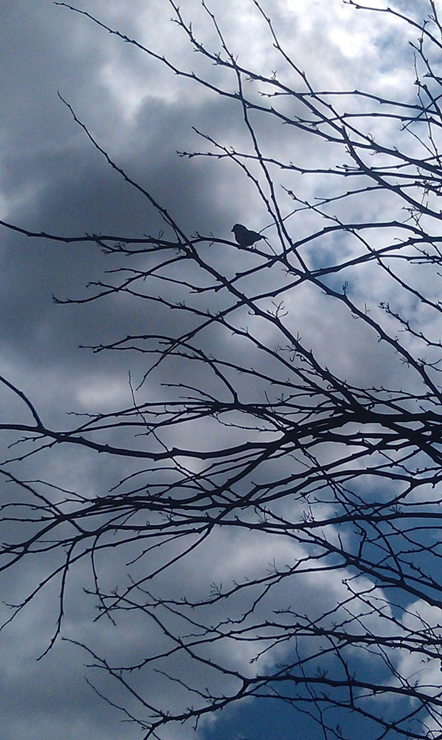 Gentleness—Prompts Inspired by Heather Swan