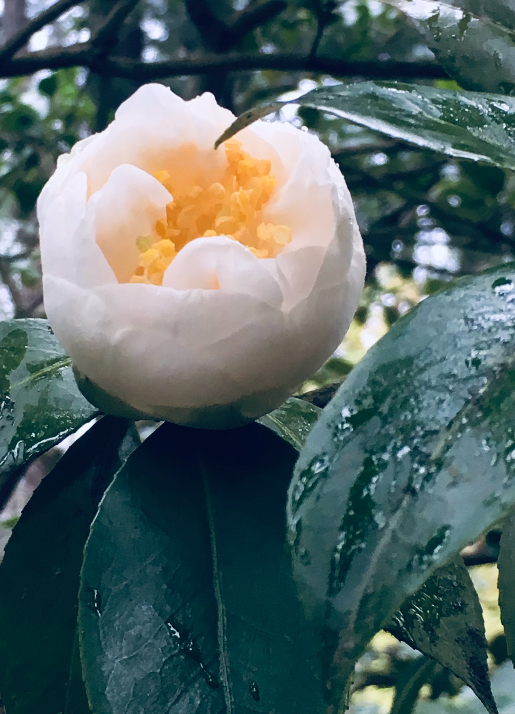 A Bright New Day Every Day—Prompts Inspired by Linda Pastan