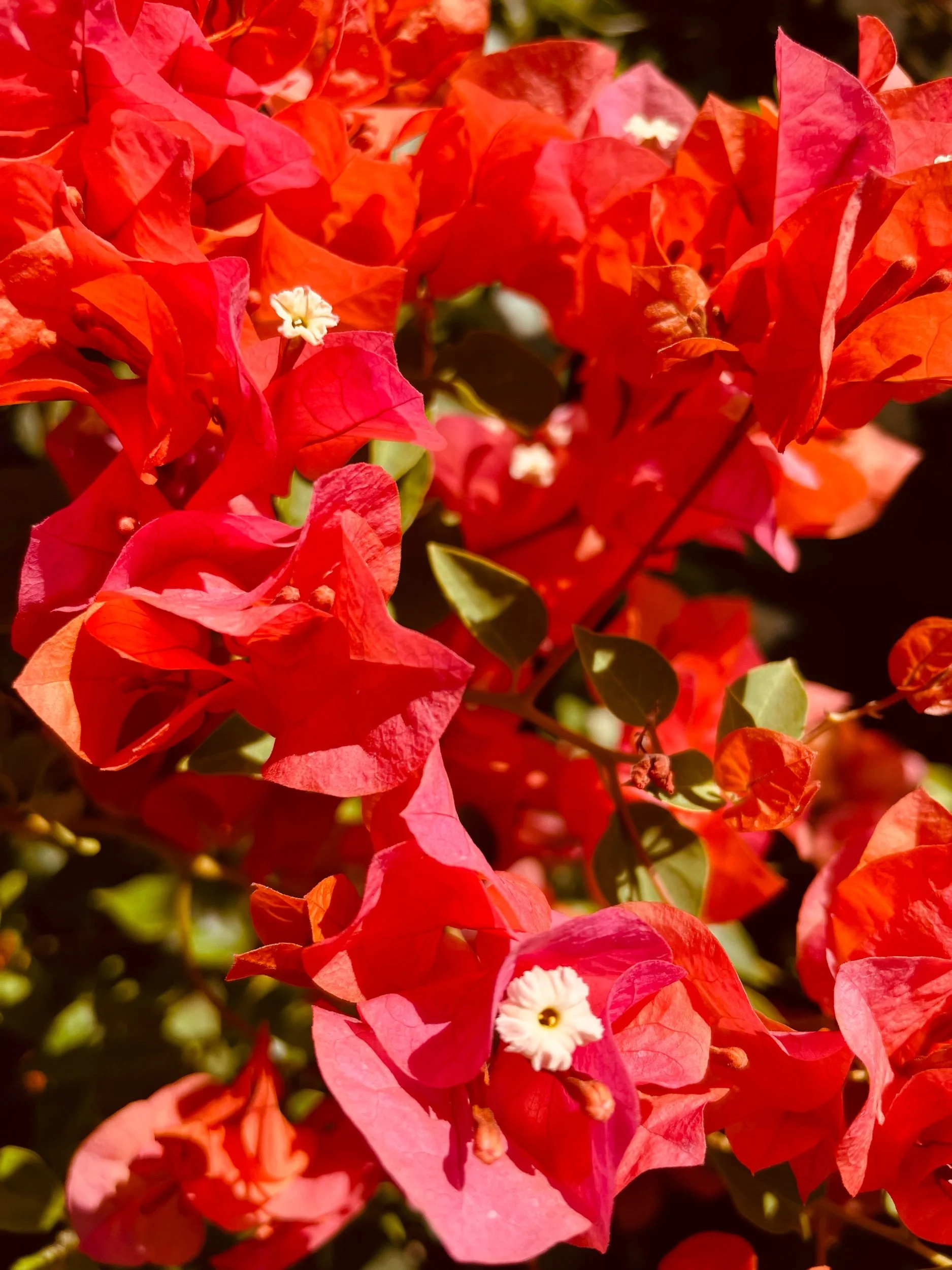 Definitions—Prompts Inspired by Dorianne Laux 