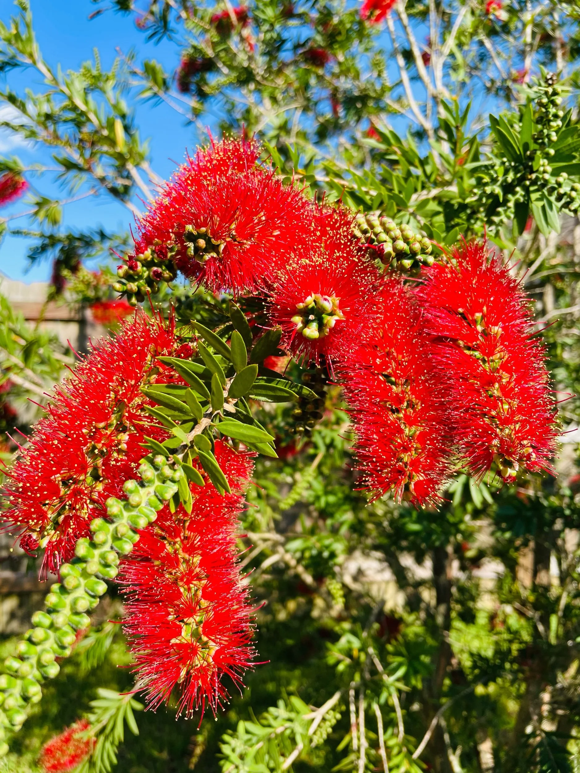 “God is red”—Prompts Inspired by Arminé Iknadossian