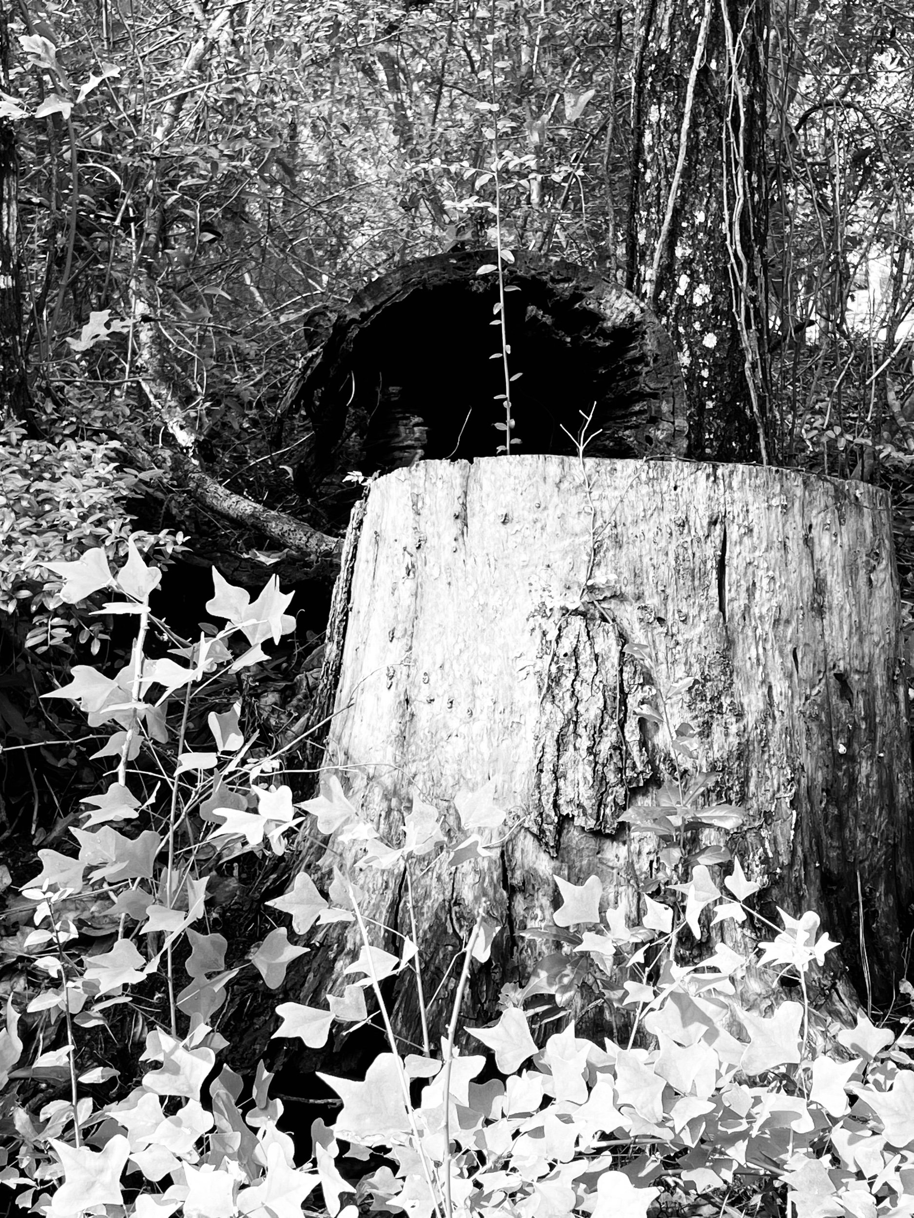 “Graveyard of suns”—Prompts Inspired by Lara Coley