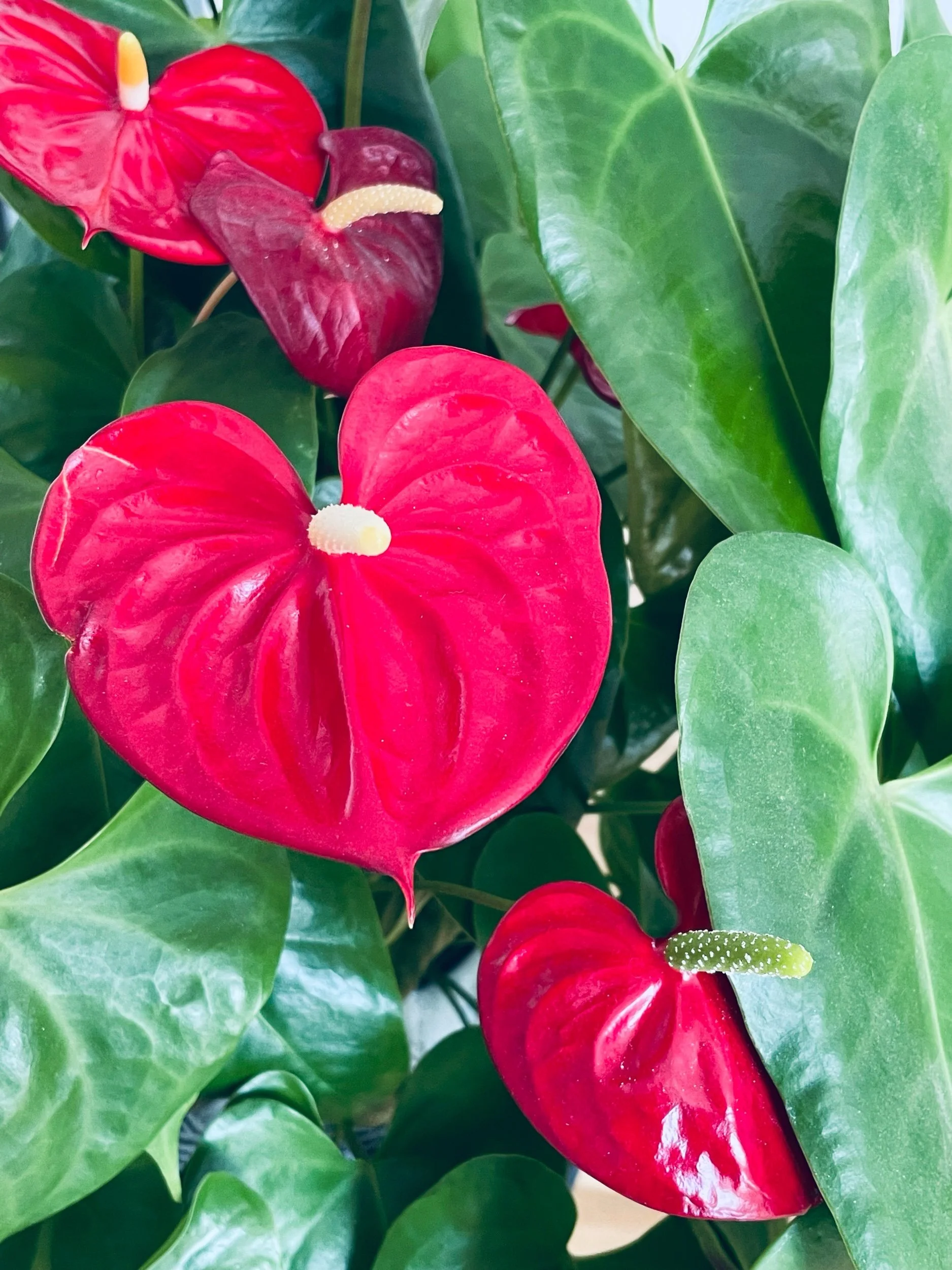 Hearts for Valentine’s Day—Prompts Inspired by Rita Dove
