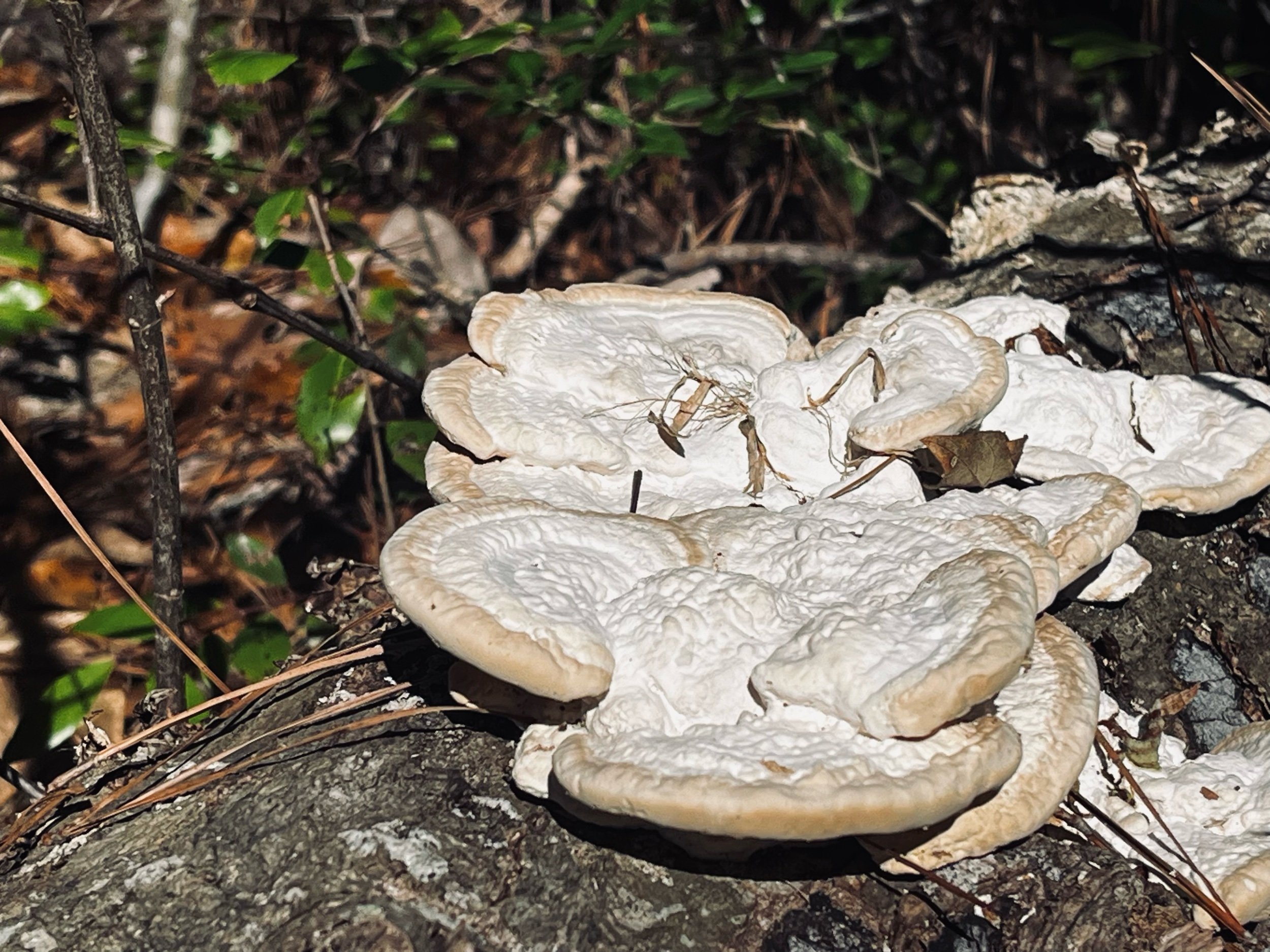 “Love the unloved”—Prompts Inspired by Nicolette Sowder