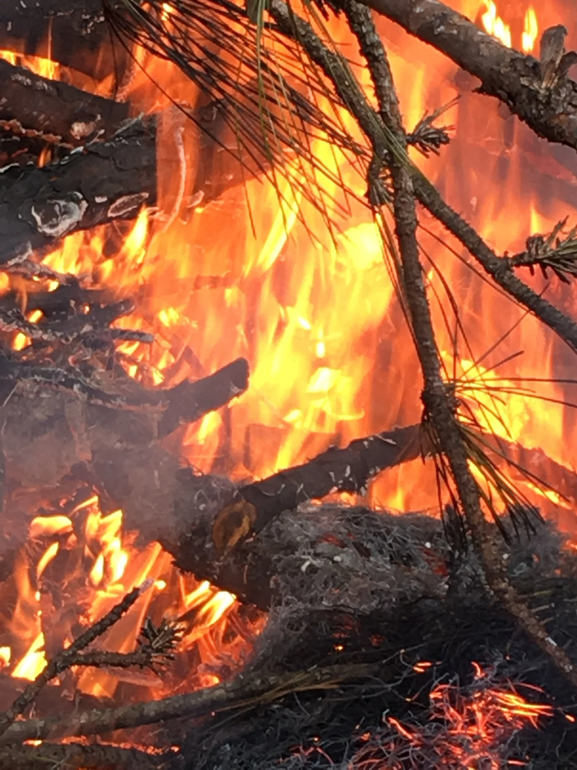 Earth Day—Prompts Inspired by Jane Hirshfield