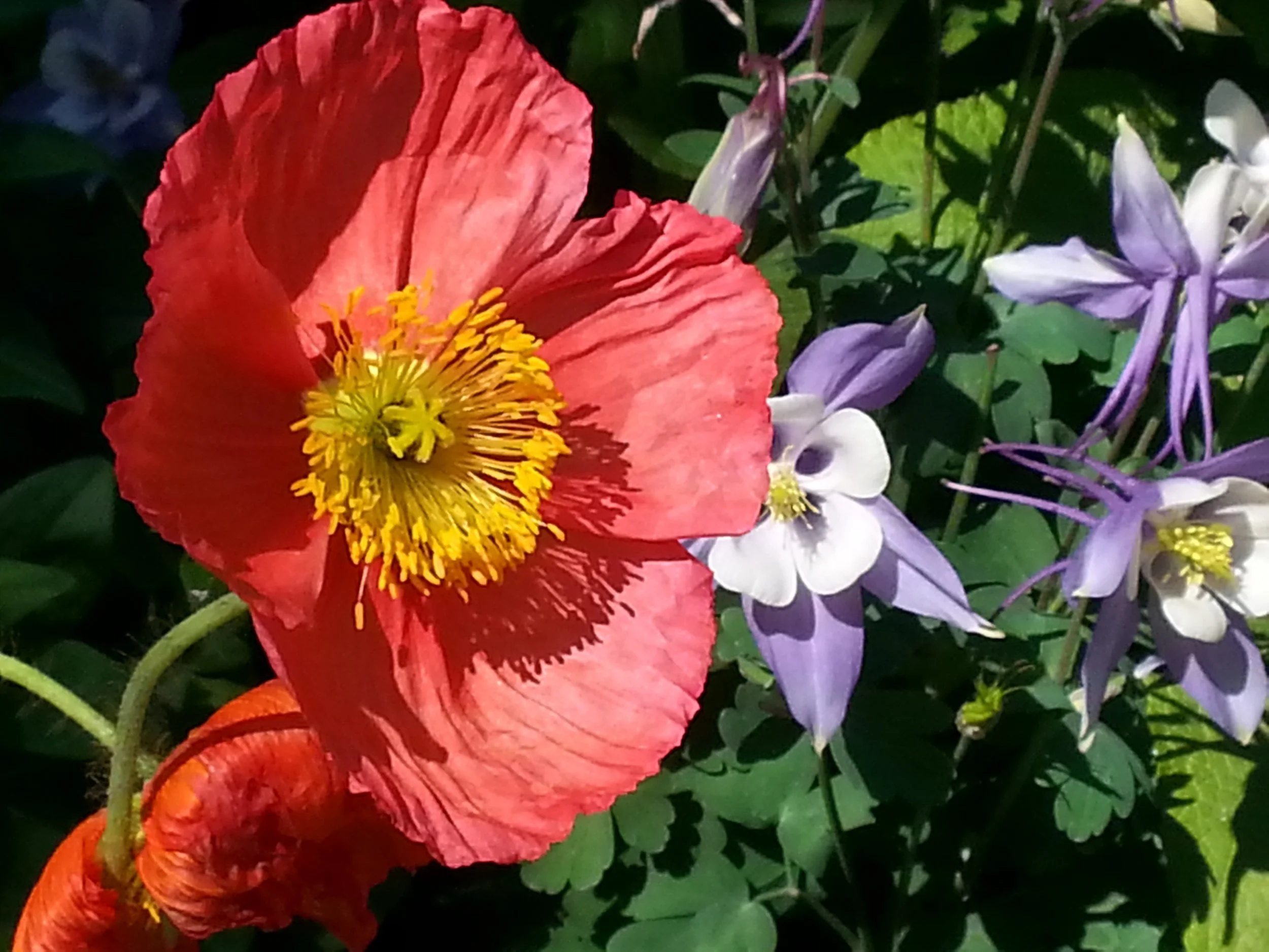 A Bed for Spring—Prompts Inspired by Marion McCready