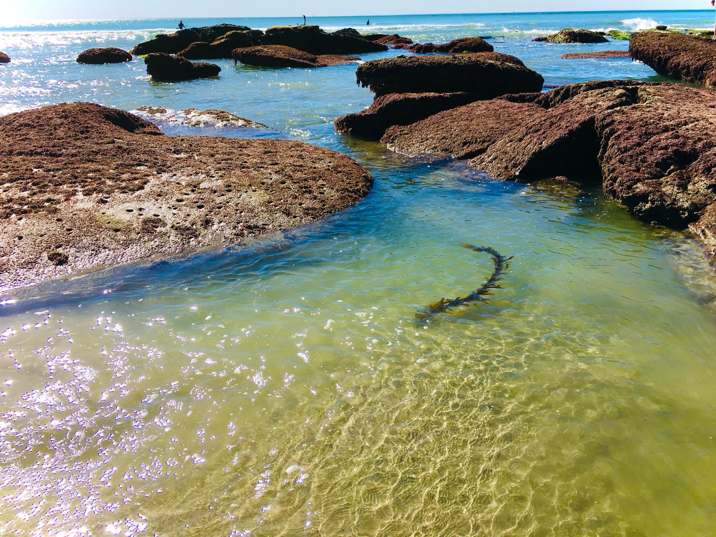 Pleasure—in Honor of Martha Silano 