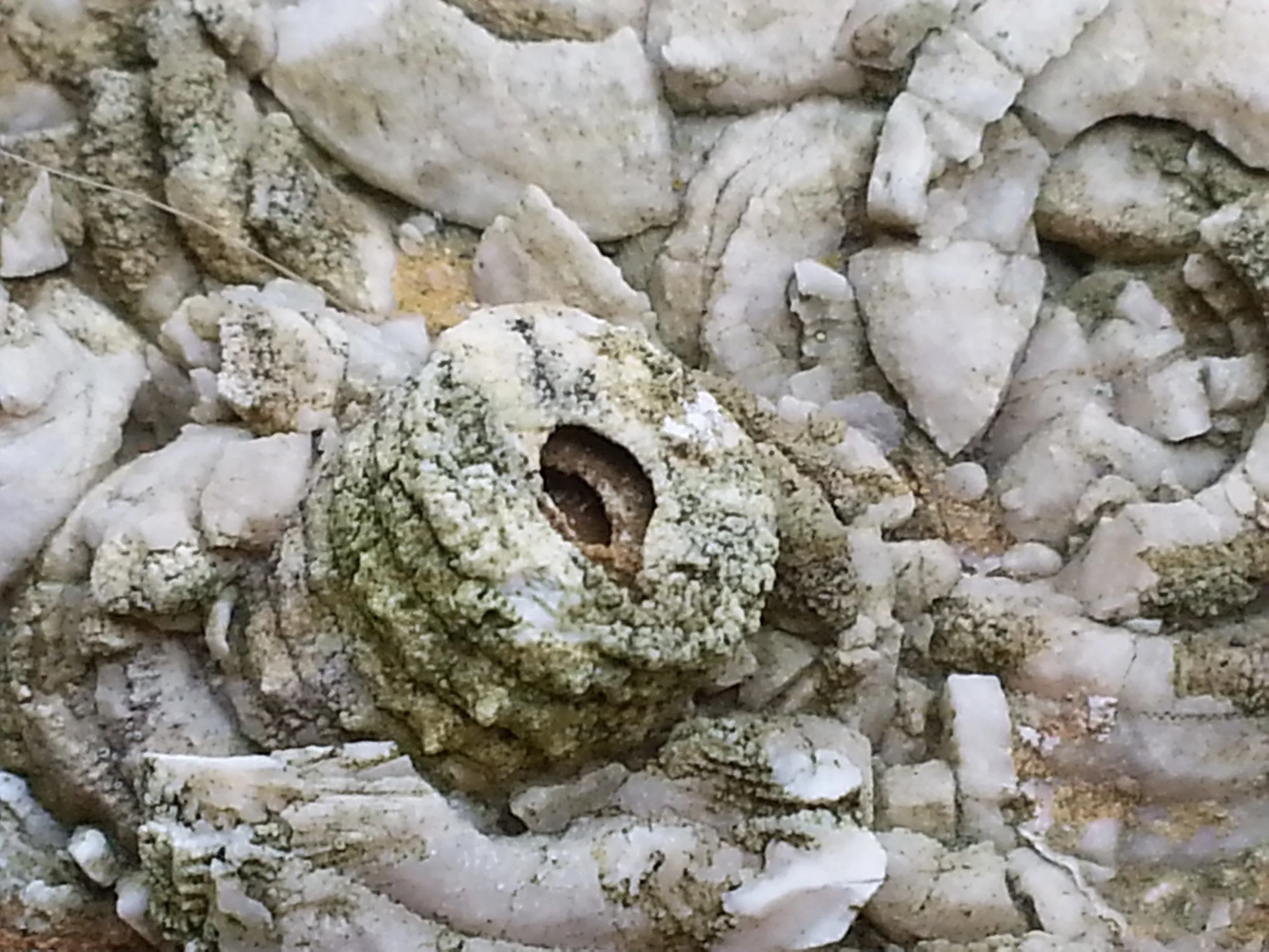 “where/extinct and extant split everything”—Prompts Inspired by Rose McLarney