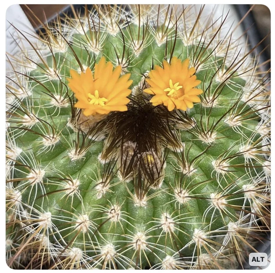 Calling—Prompts Inspired by Sandra Beasley