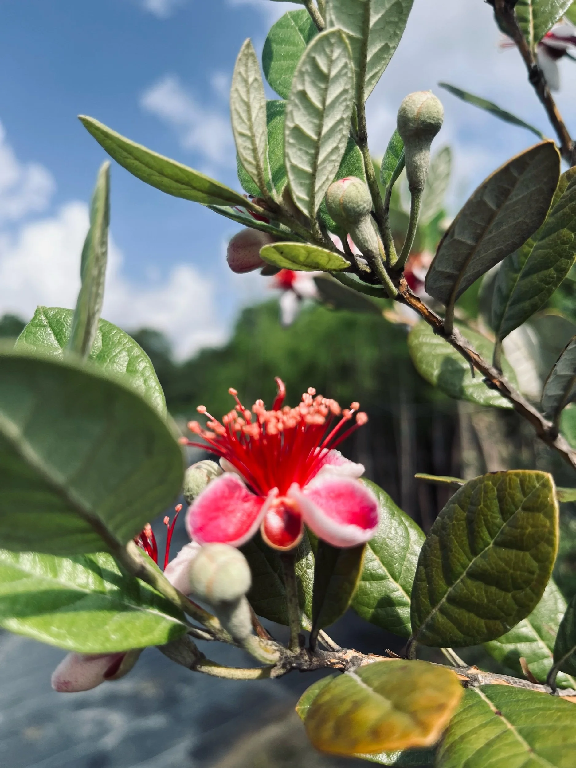 I forgot August is the Sealey Challenge—Prompts Inspired by Han VanderHart