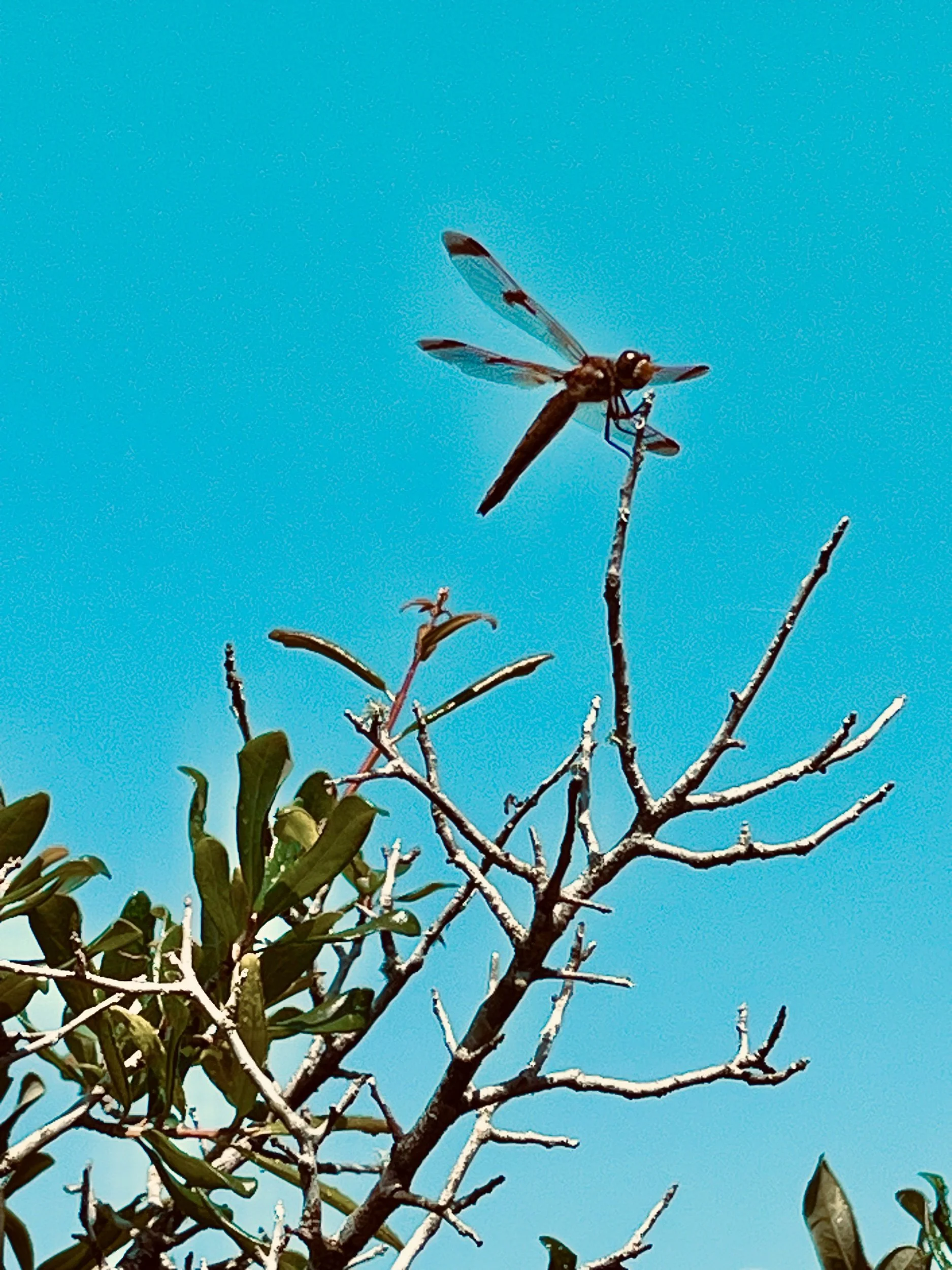 Sealey Challenge—Prompts Inspired by Clint Smith 