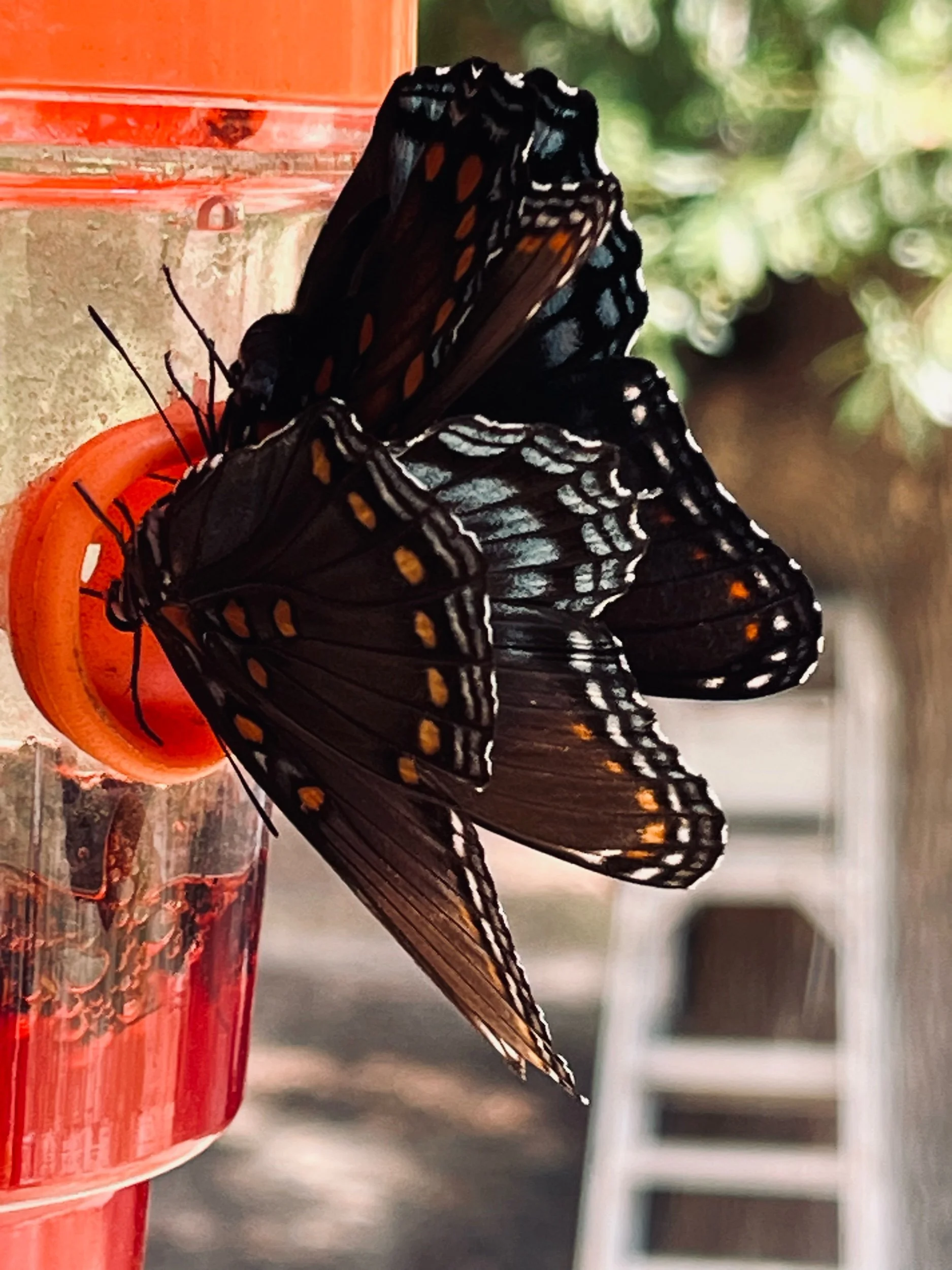 Physics Puzzles—Prompts inspired by Sharon Olds