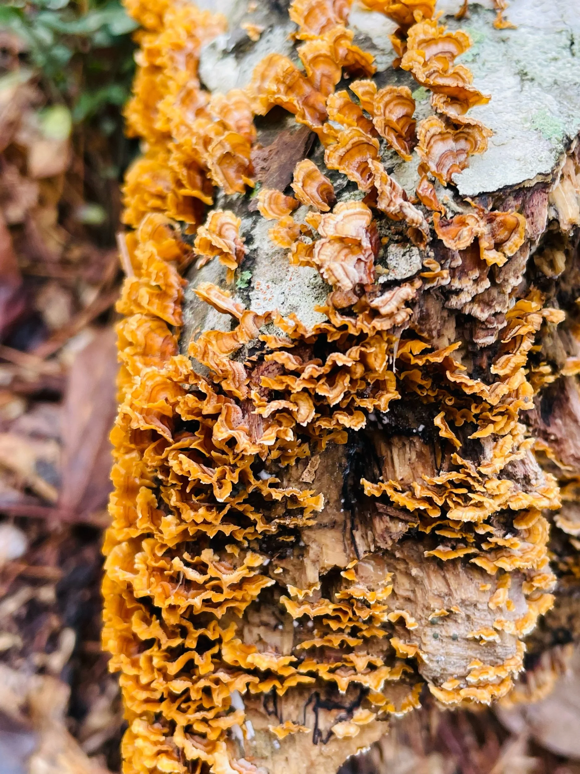 Anaphora and Epiphora with Pedro Iniguez