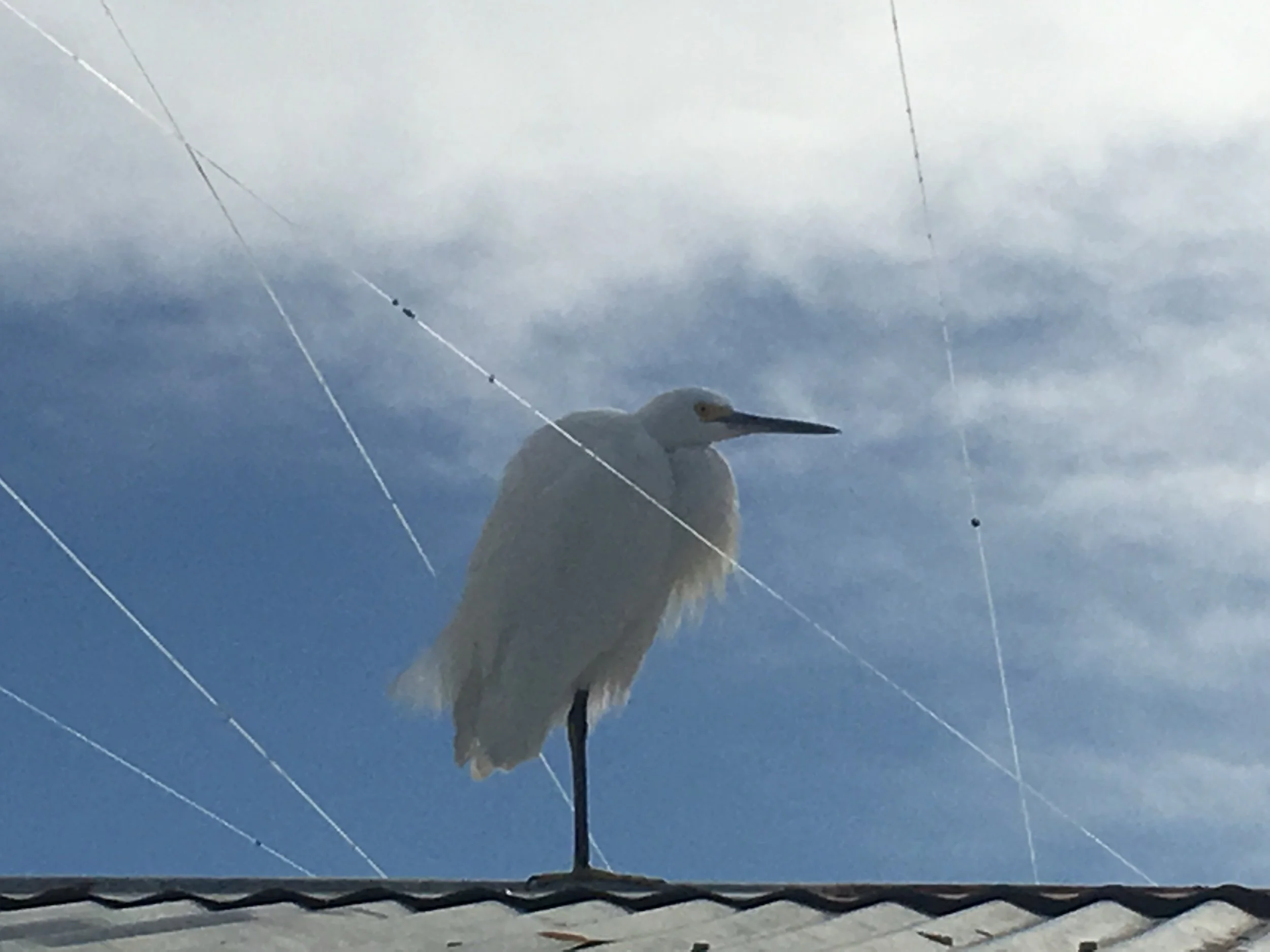 Lines—Prompts Inspired by Brenda Shaughnessy