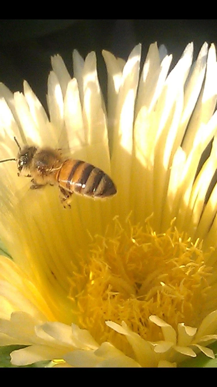 Dillydallying in Yellow—Prompts Inspired by Charles Simic 