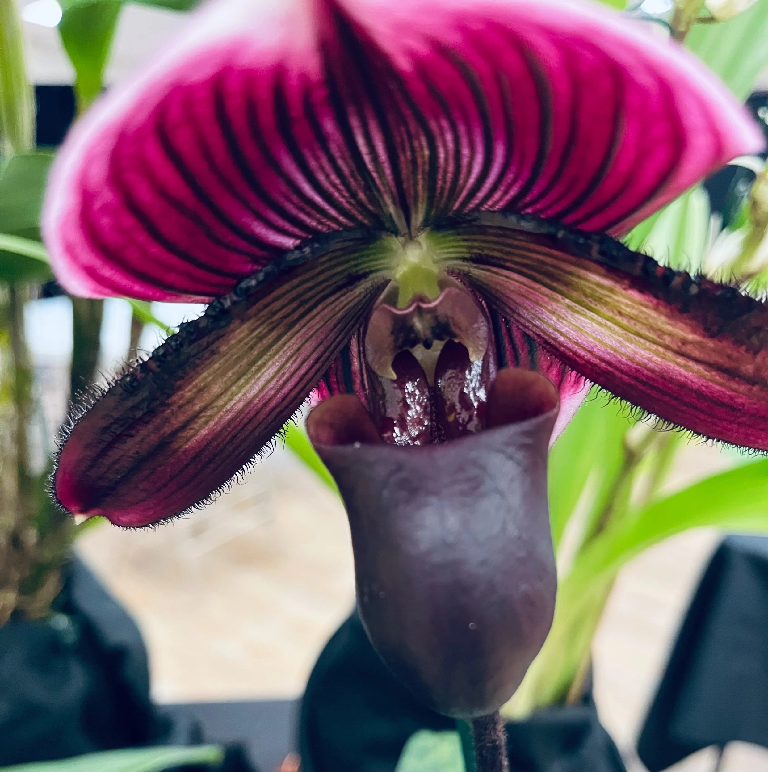 NaPoWriMo Starts Wednesday