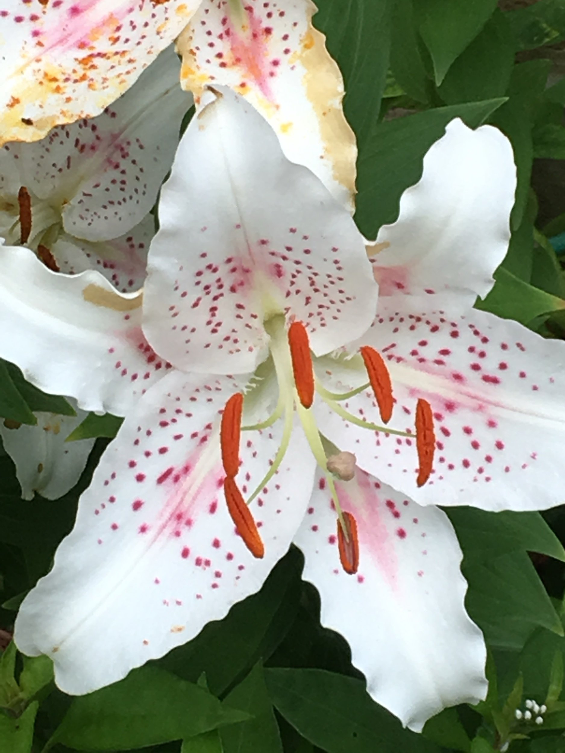 “Easter in full drag”—Prompts Inspired by Charles Wright