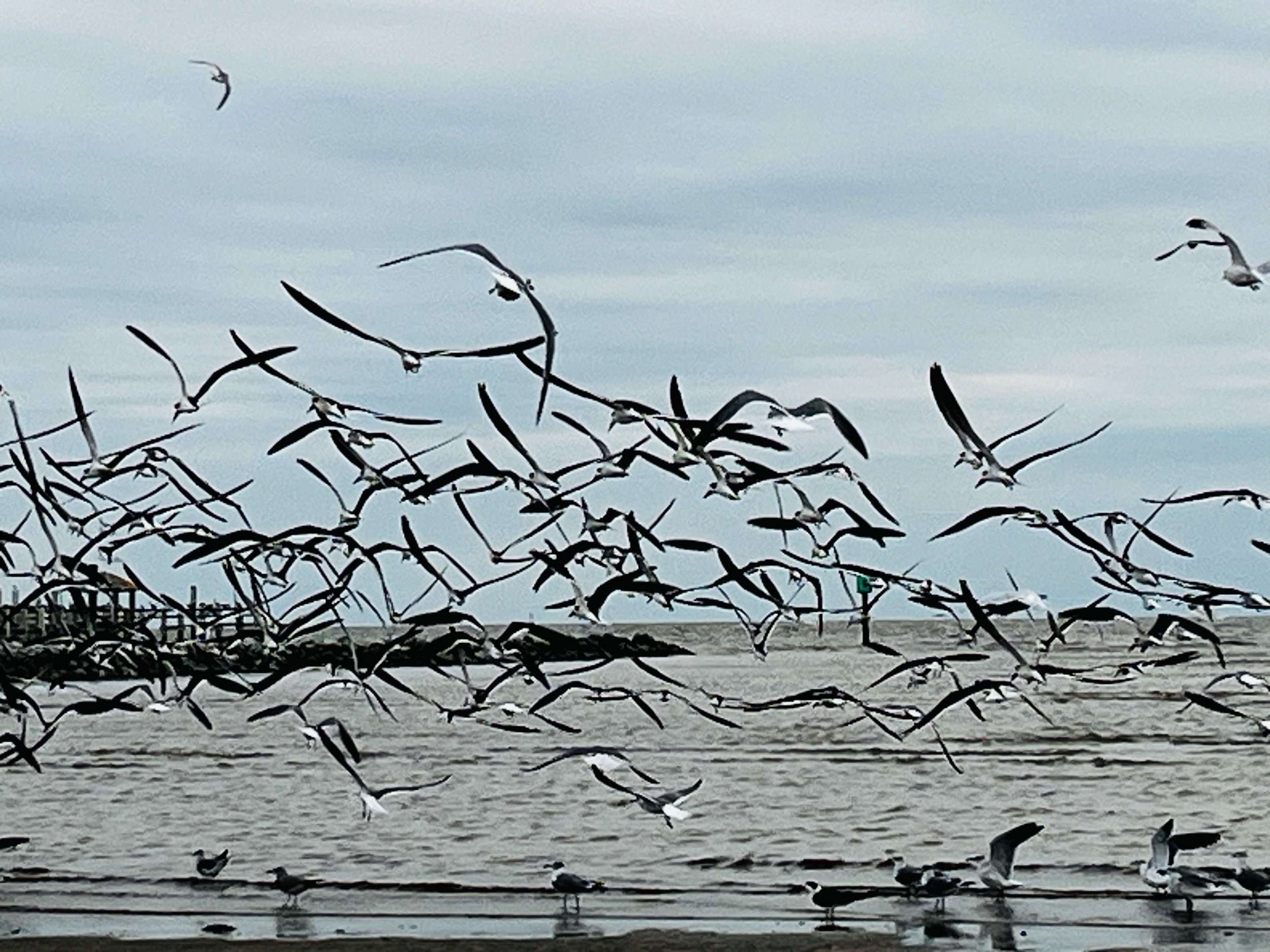 The Future Beyond Imagining—Prompts Inspired by Jane Hirshfield