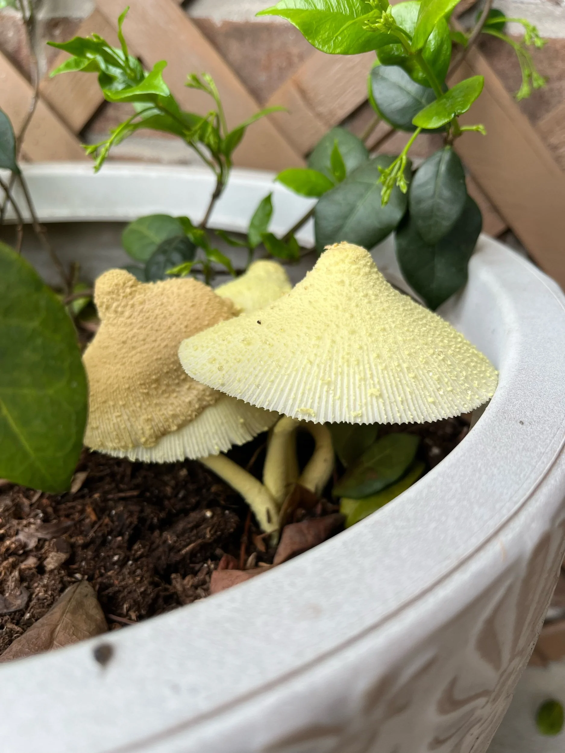 Revived—Prompts Inspired by Jesse Arlen