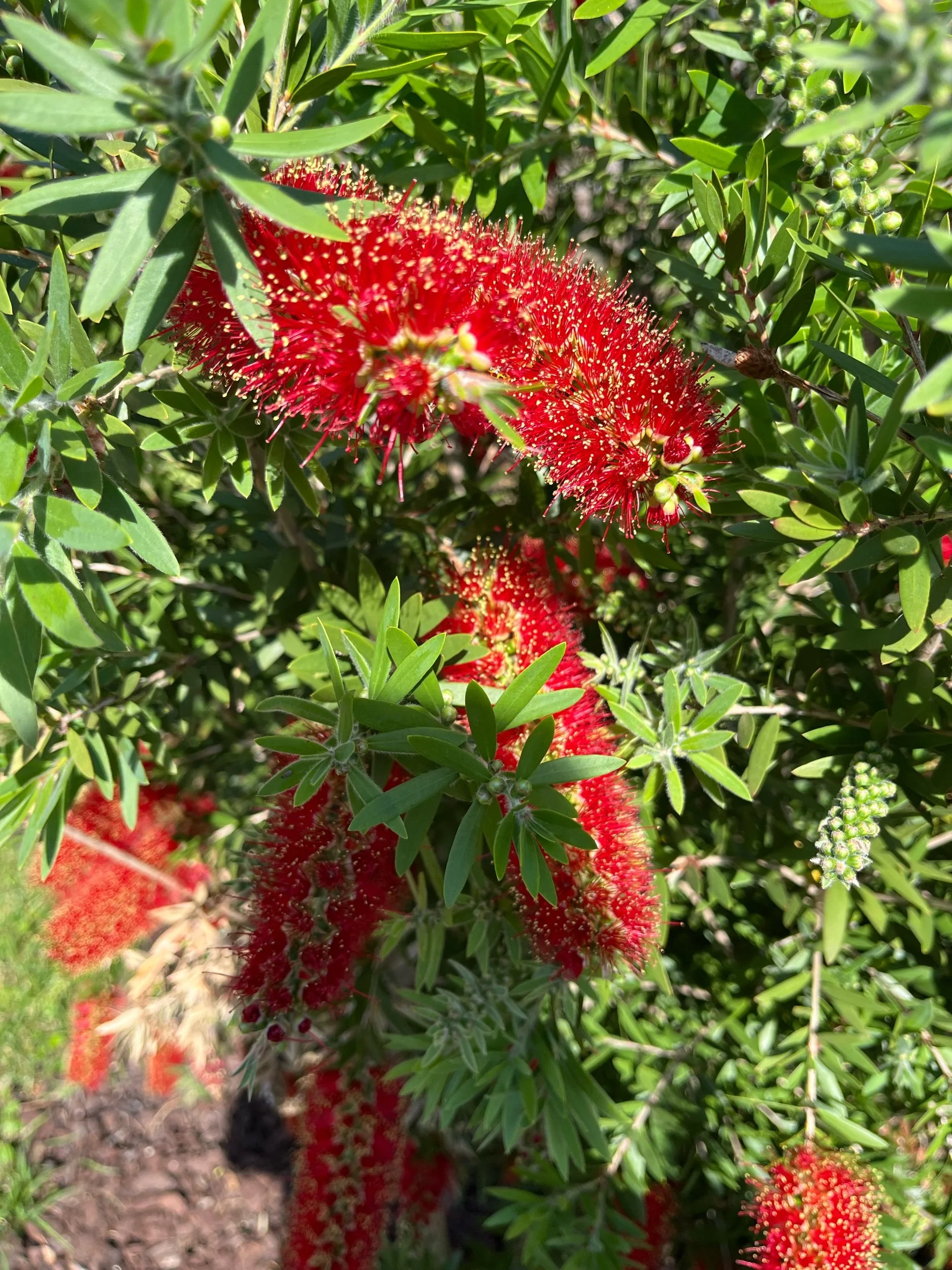 Greening—Prompts Inspired by Ada Limón