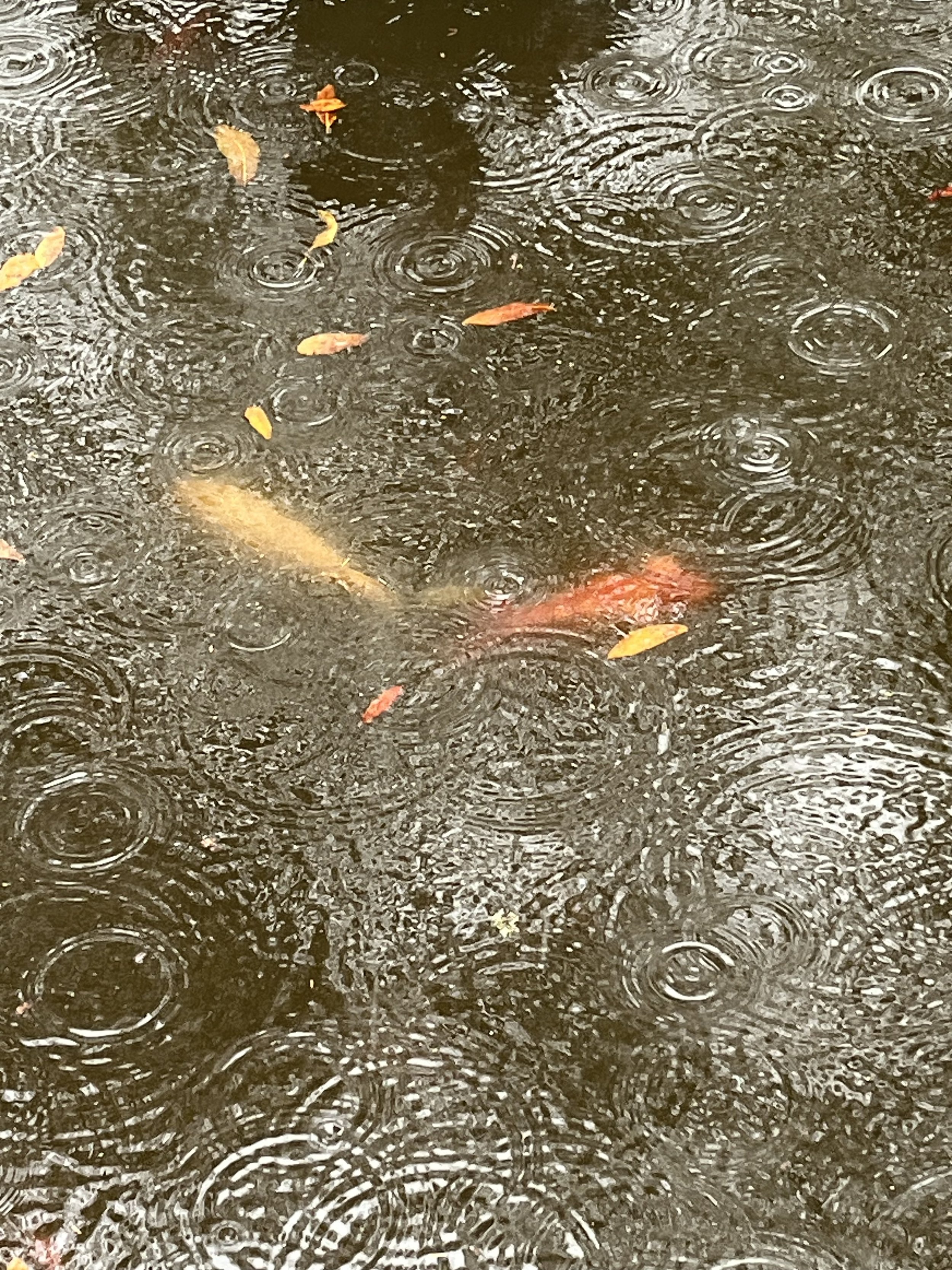 Giving In—Prompts Inspired by Raymond Carver