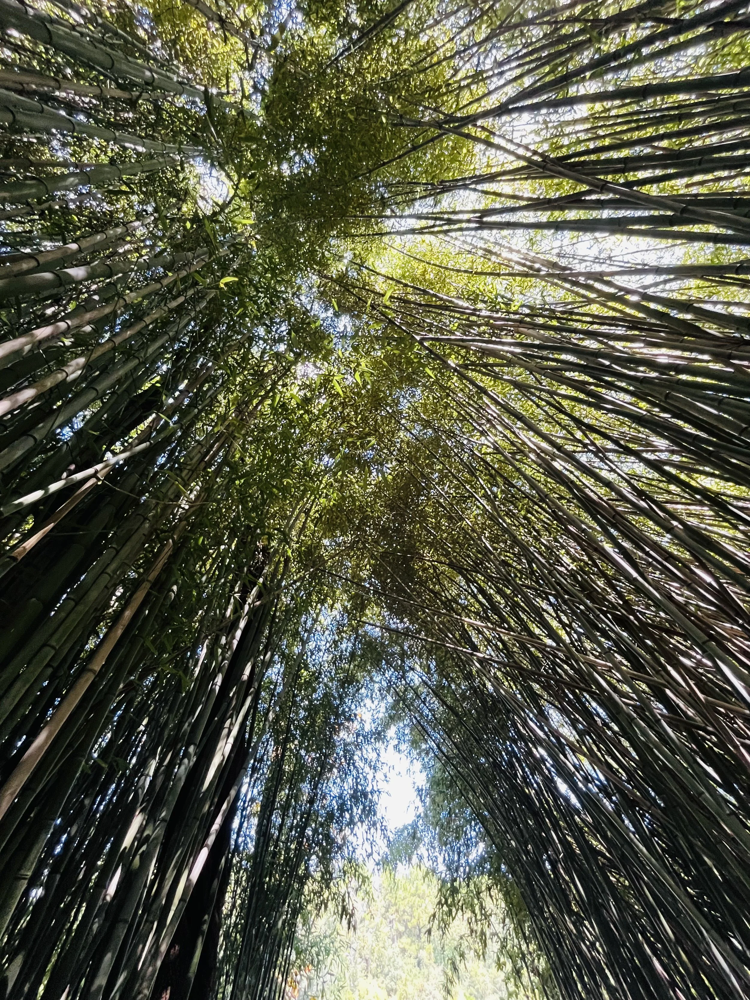 “personal rainmaking”—Prompts Inspired by Francis Harvey