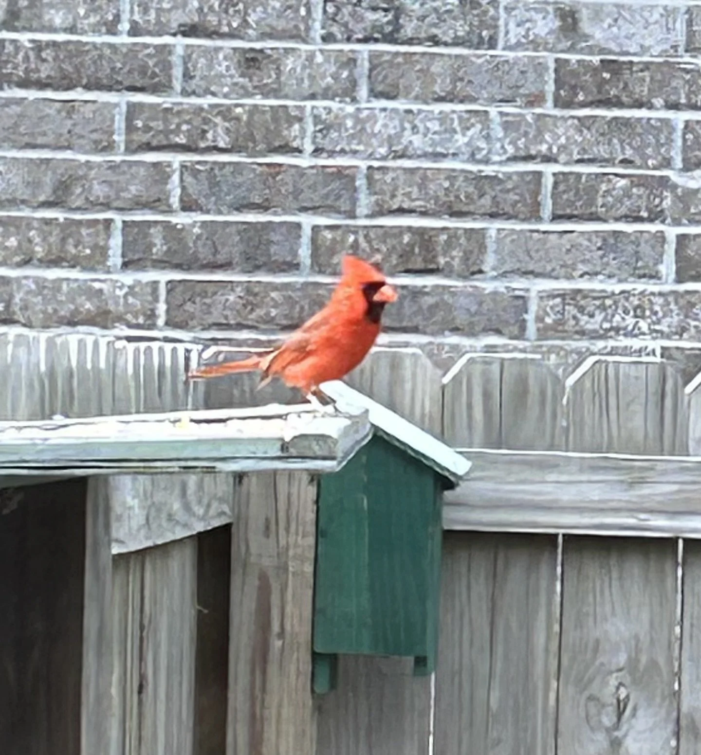 Birdsong—Prompts Inspired by Gary Young 