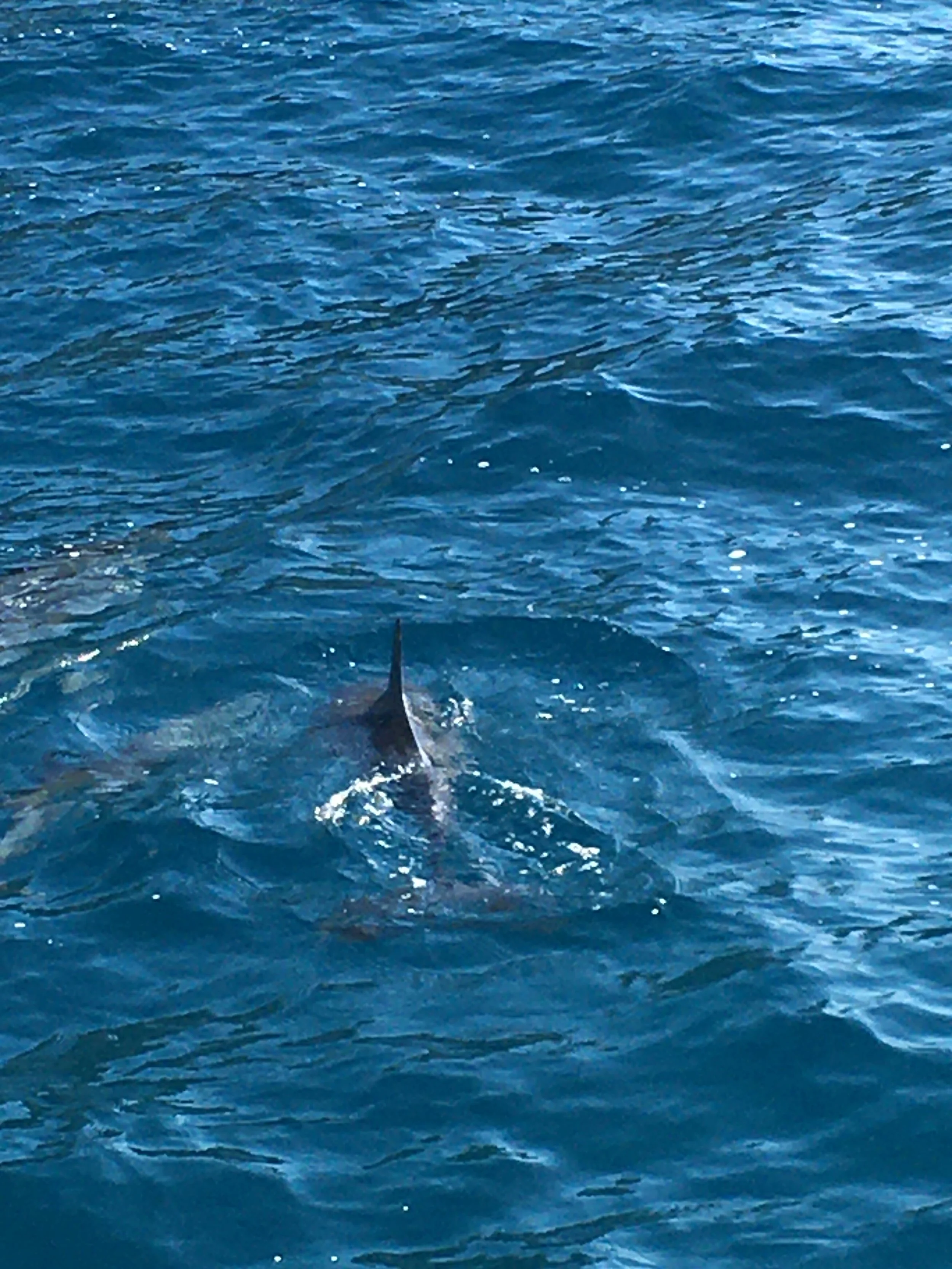 Delayed Earth Day Prompts 