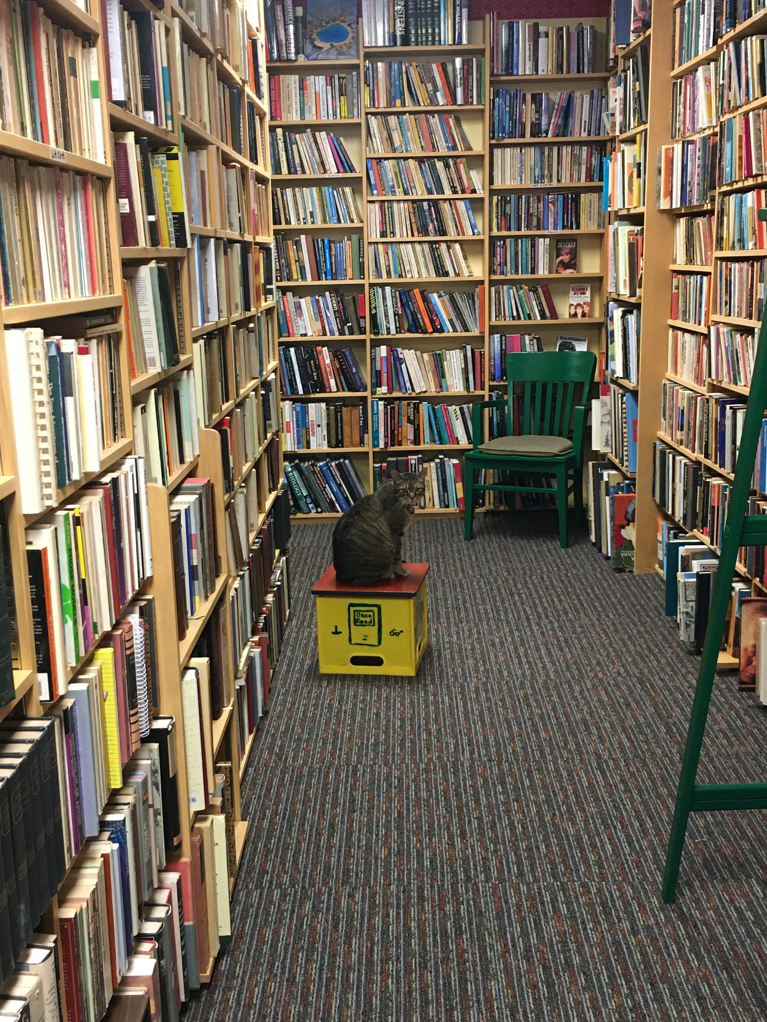 World Book Day—Prompts Inspired by Patricia Hooper