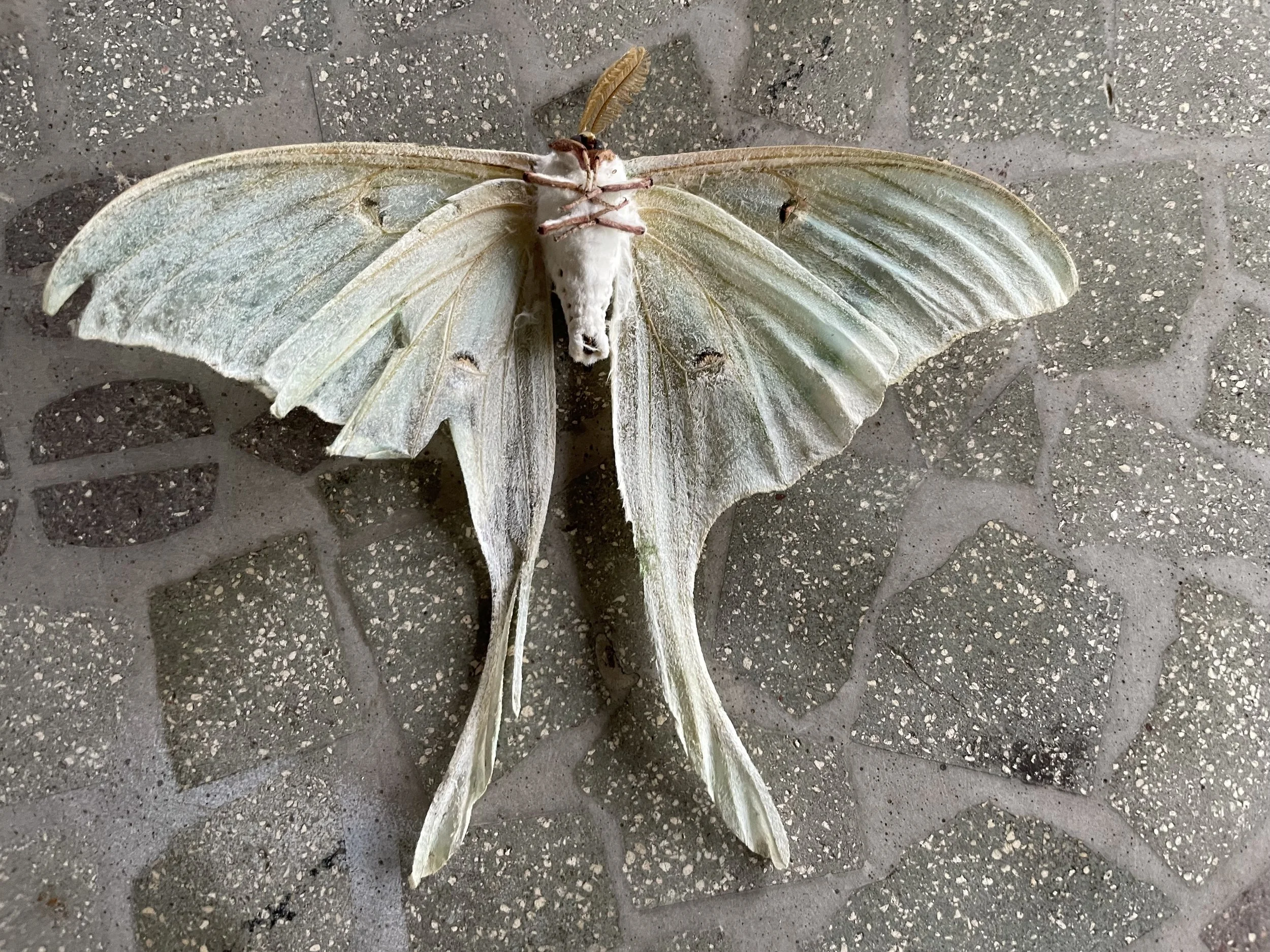 Mercy in Its Myriad Forms—Prompts Inspired by J. Sullivan 