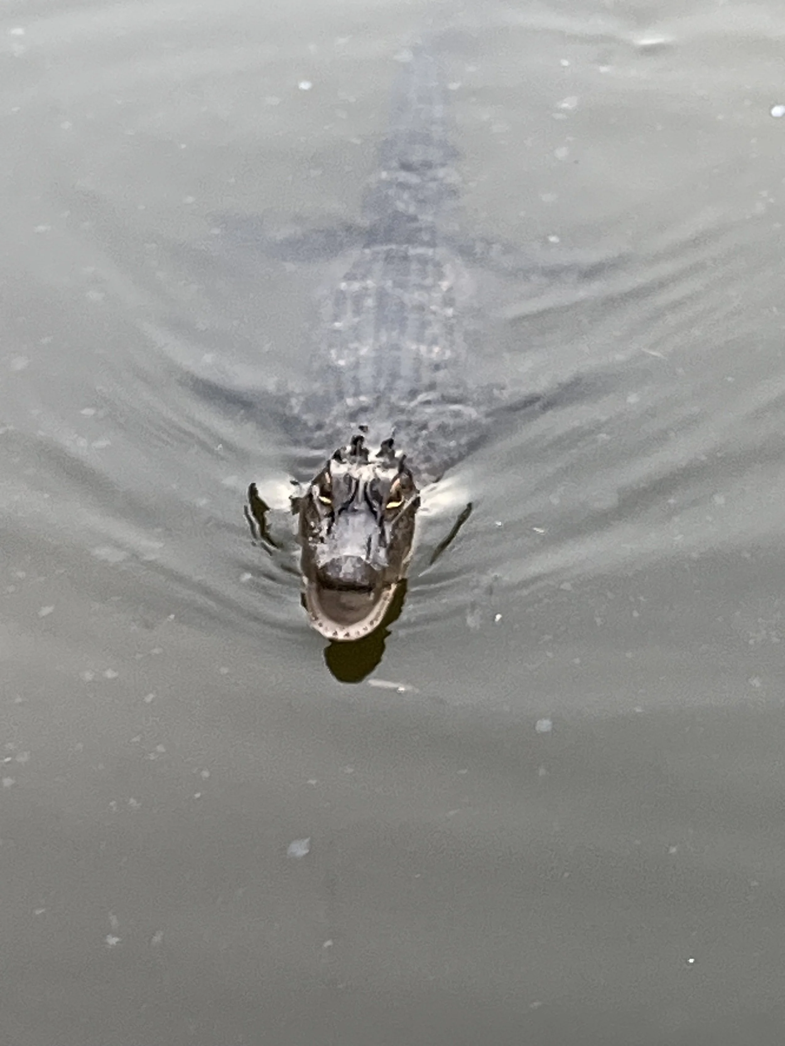 Rivers, Tigers and Doors—Prompts Inspired by Lindsey Wayland