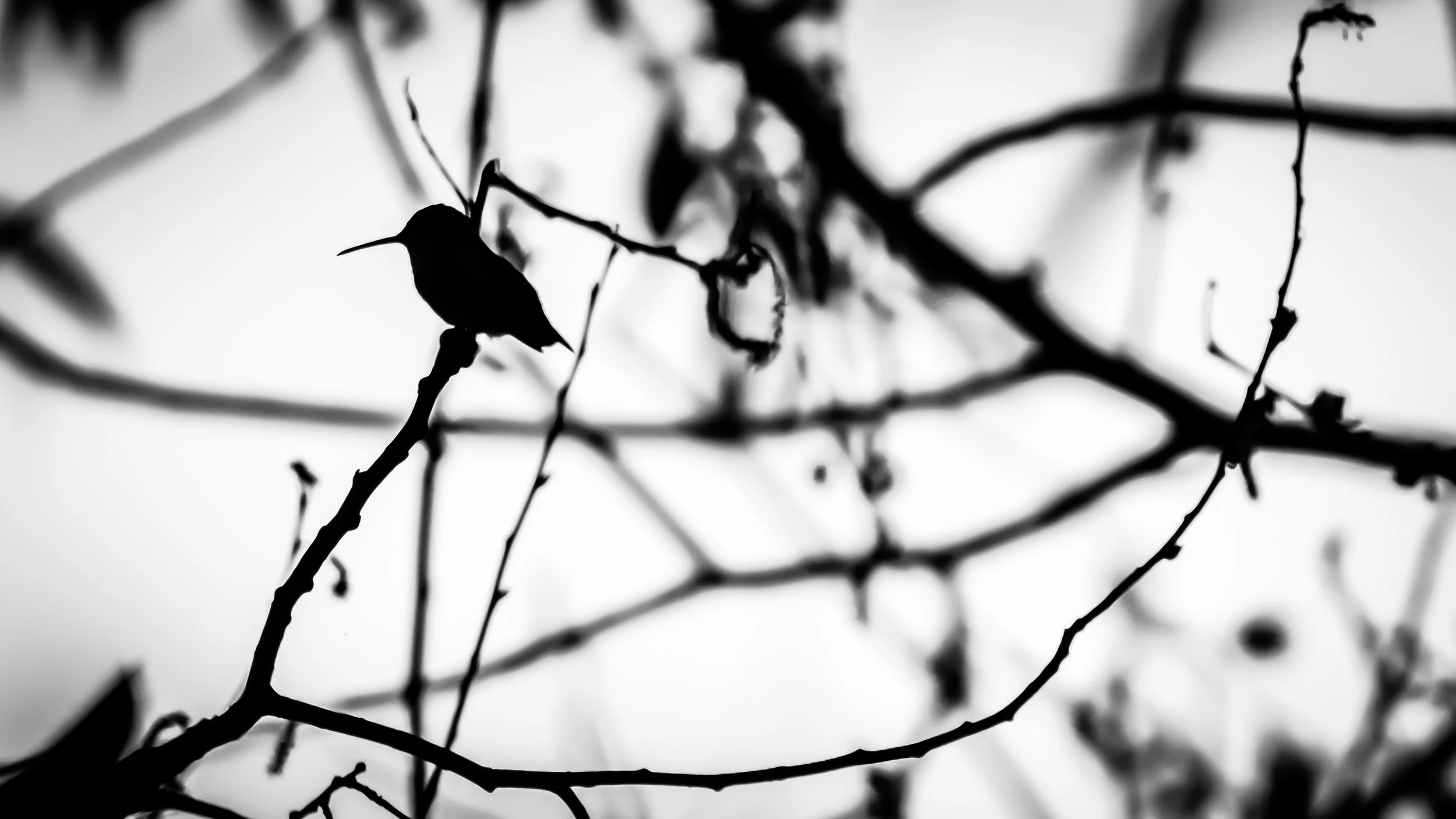 Hummingbird Tight Crop.jpg