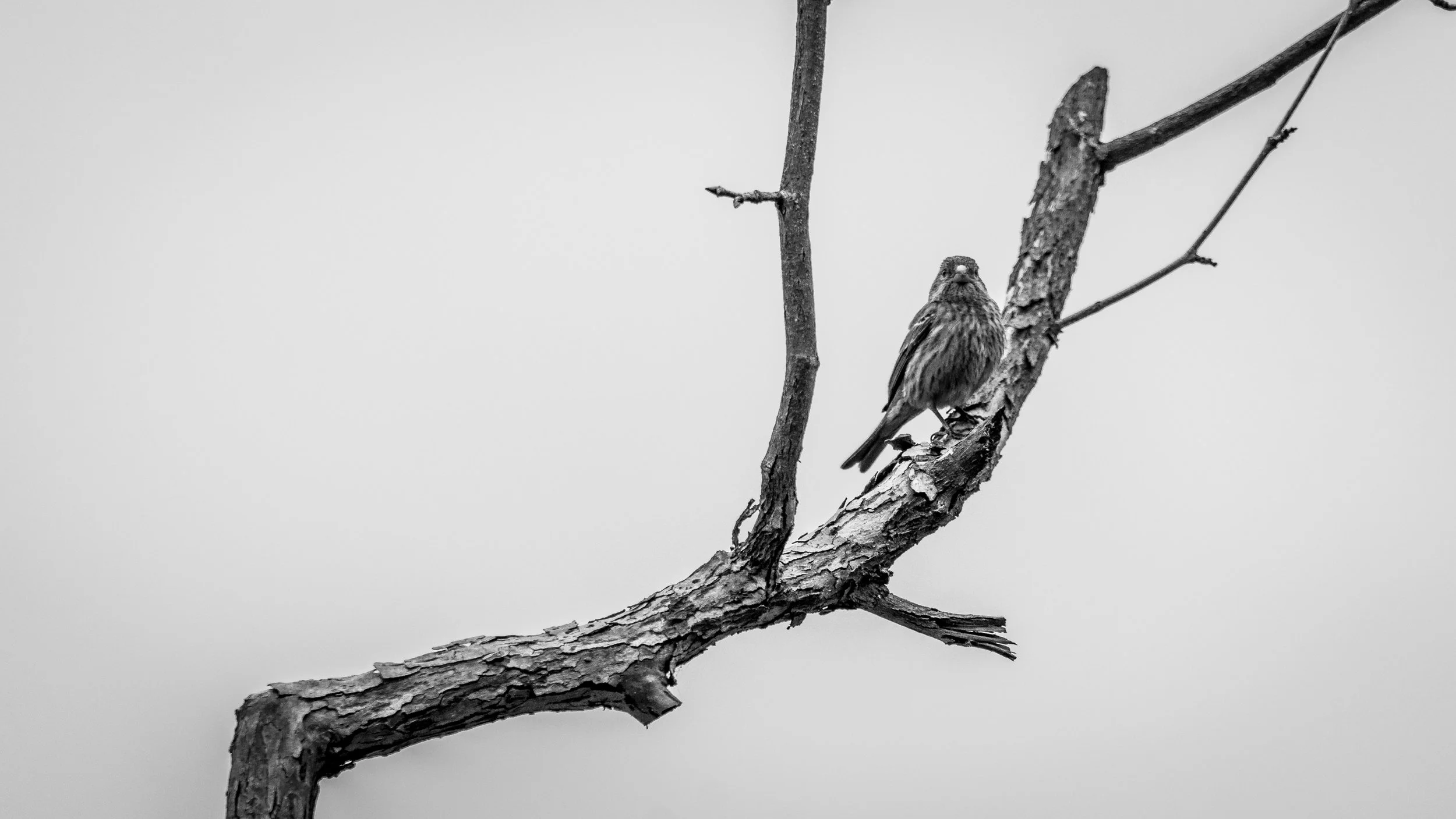 Lonely Bird.jpg