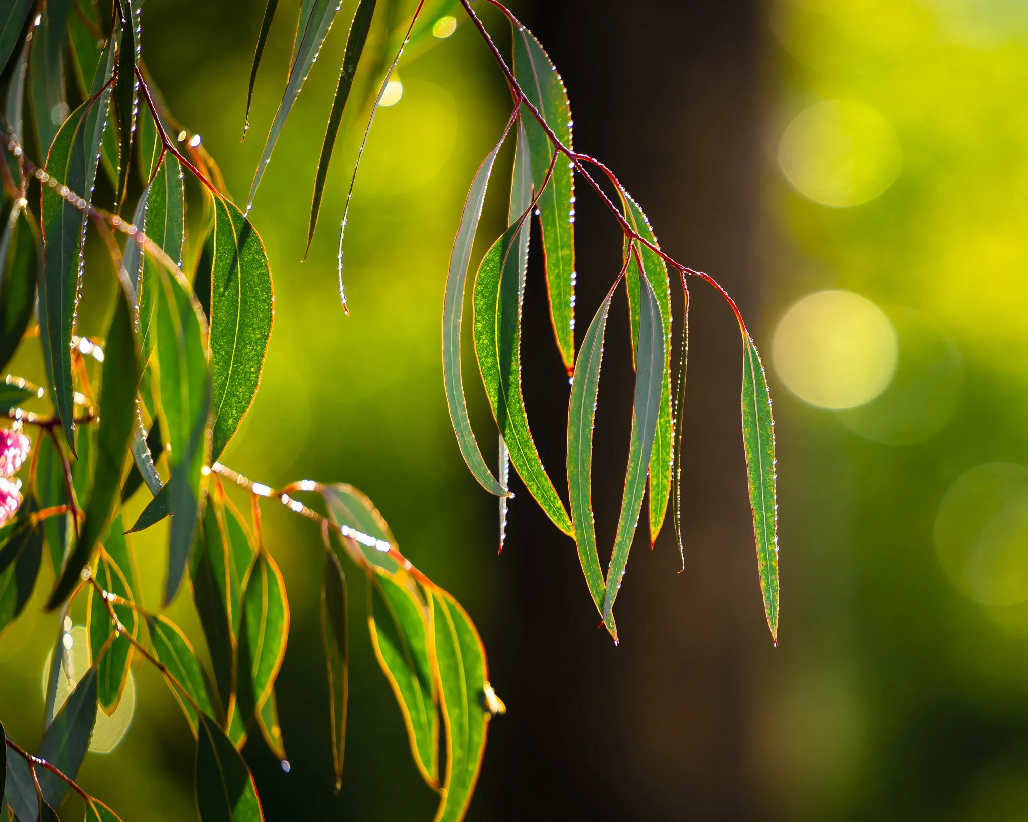 Wet Leaves.jpg
