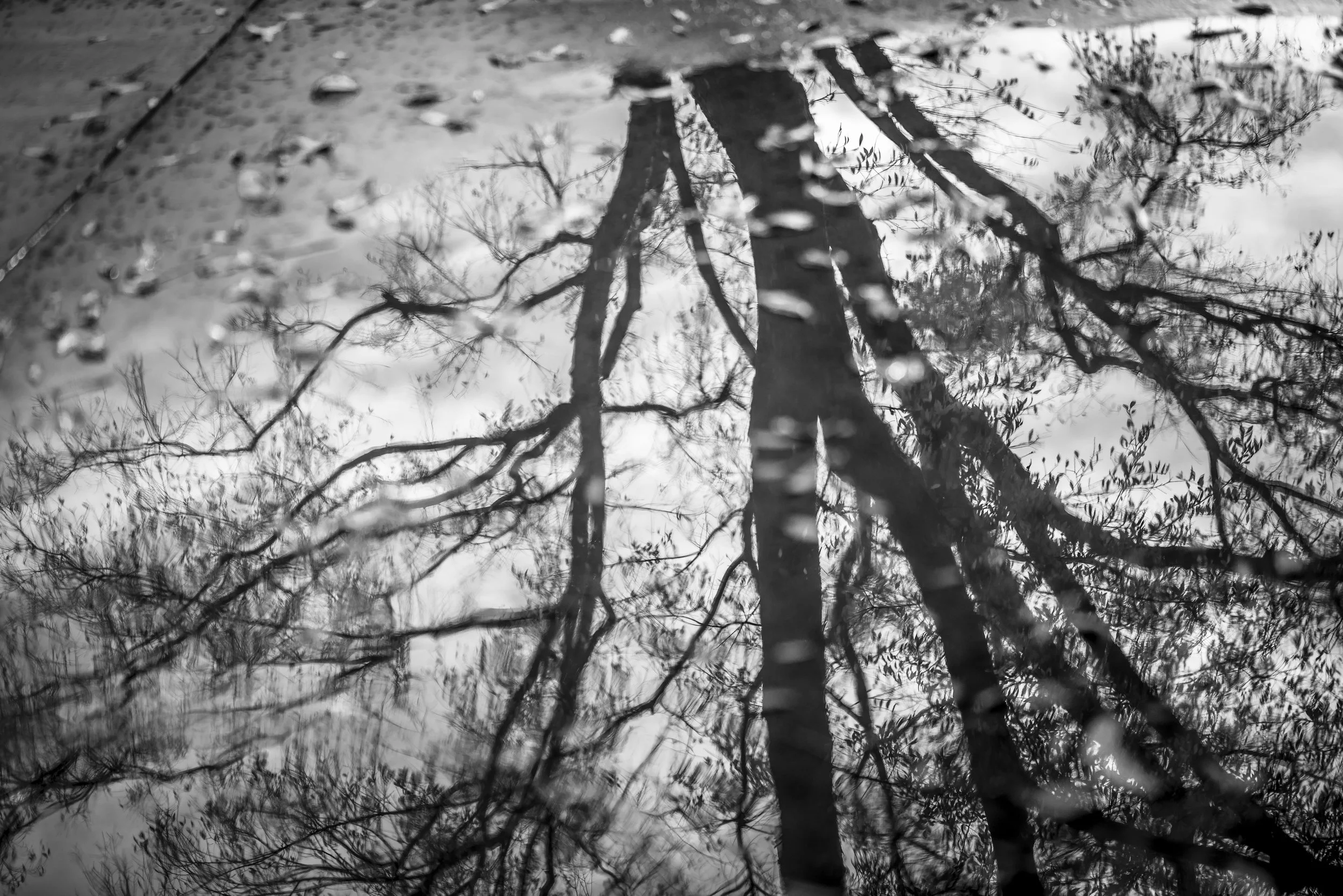 Reflected Light and Tree.jpg