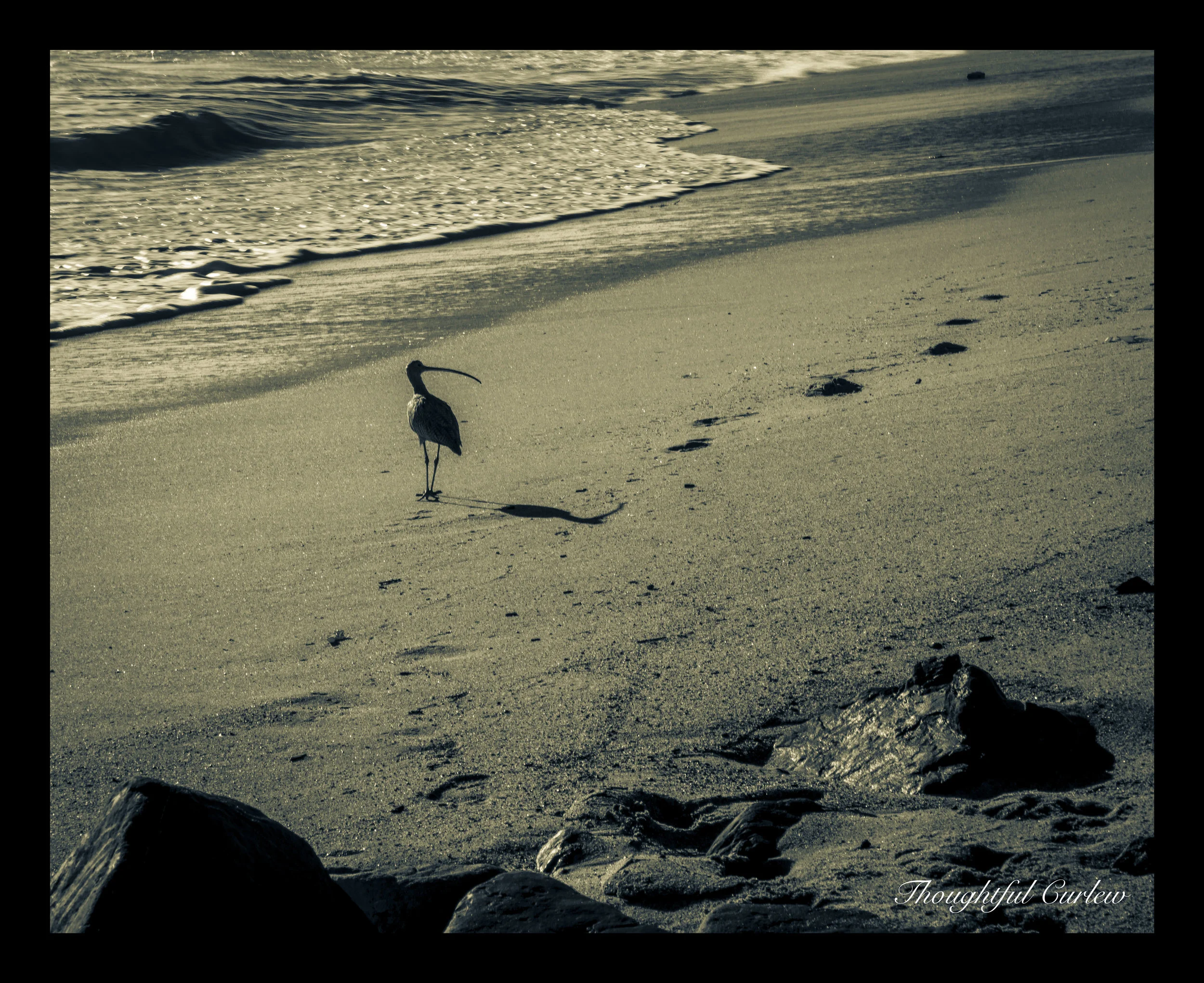 Thoughtful-Curlew-Preview.jpg
