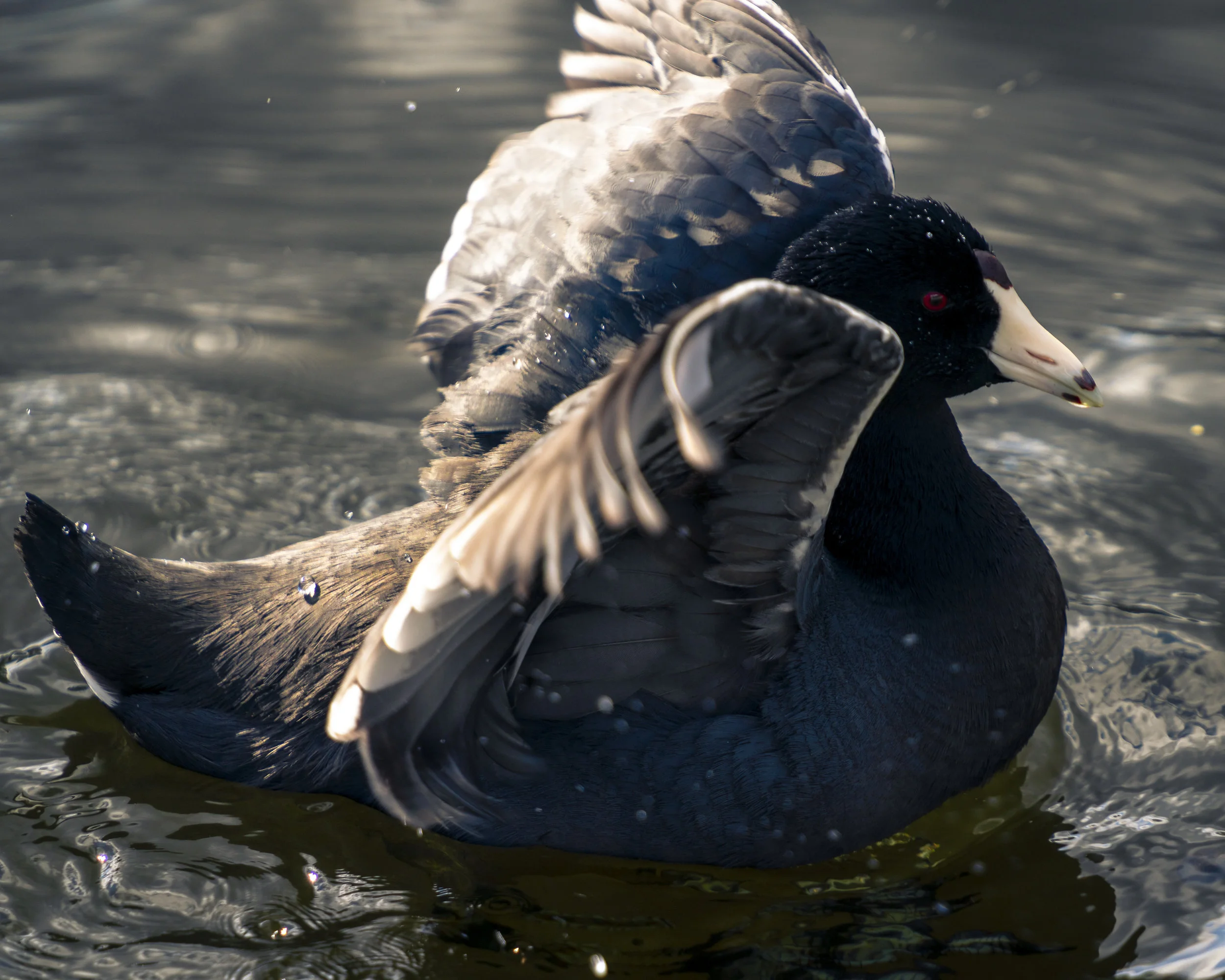 Flapping Coot.jpg