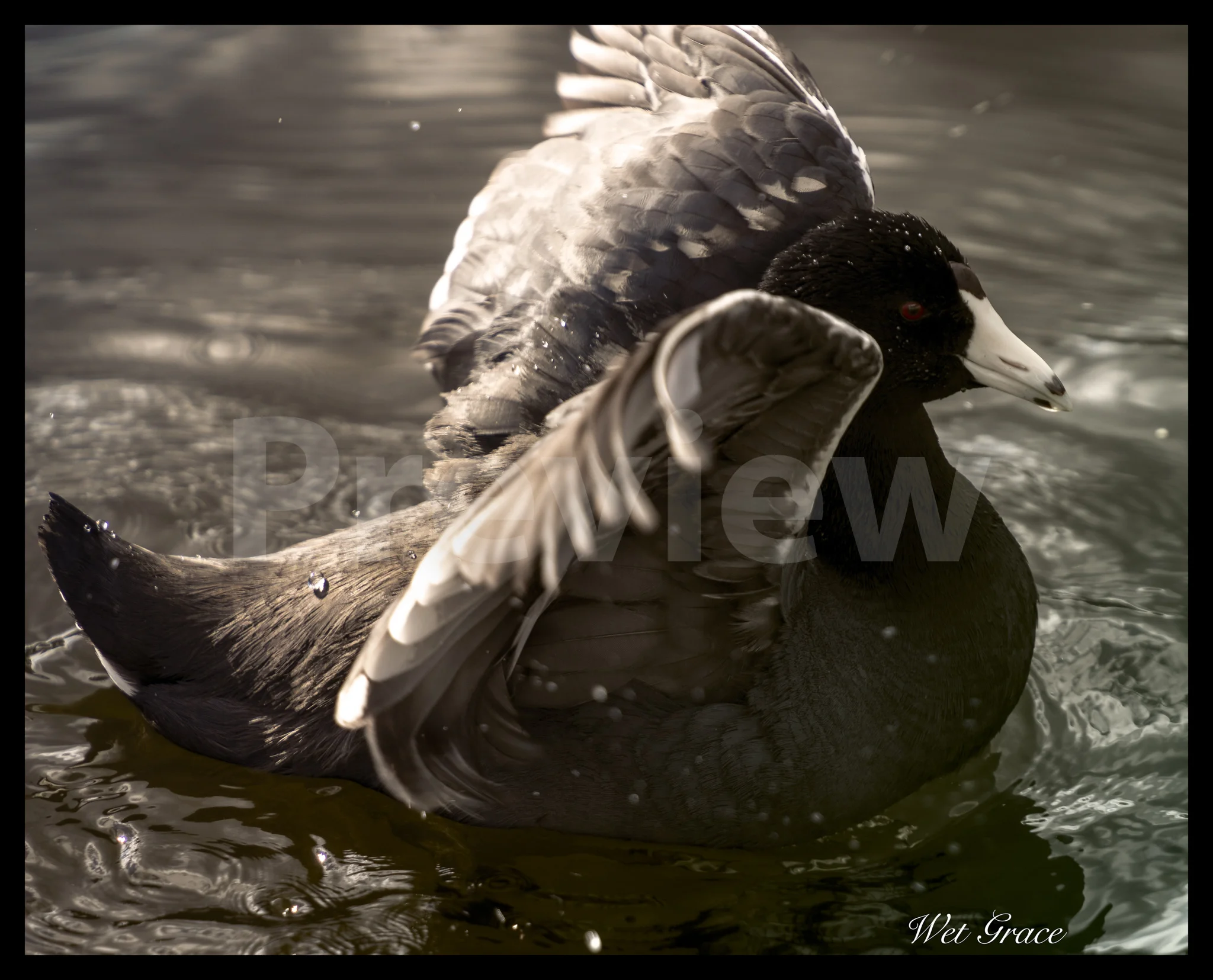 Wet Grace Preview.jpg