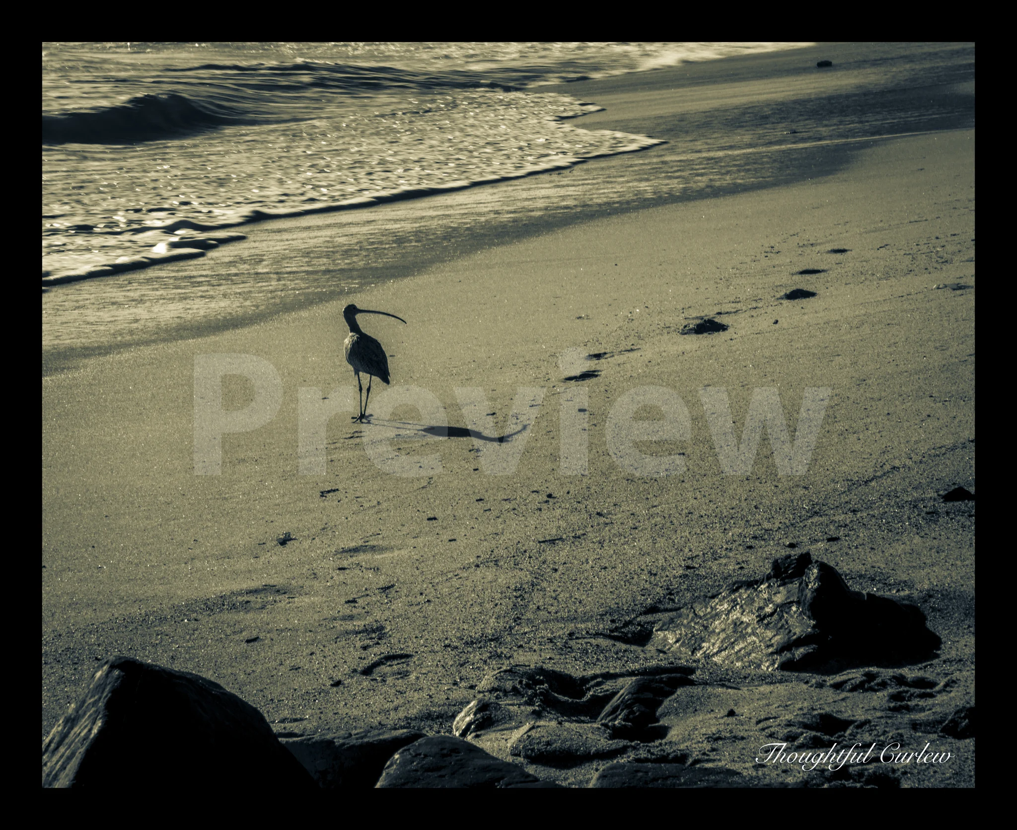 Thoughtful Curlew Preview.jpg