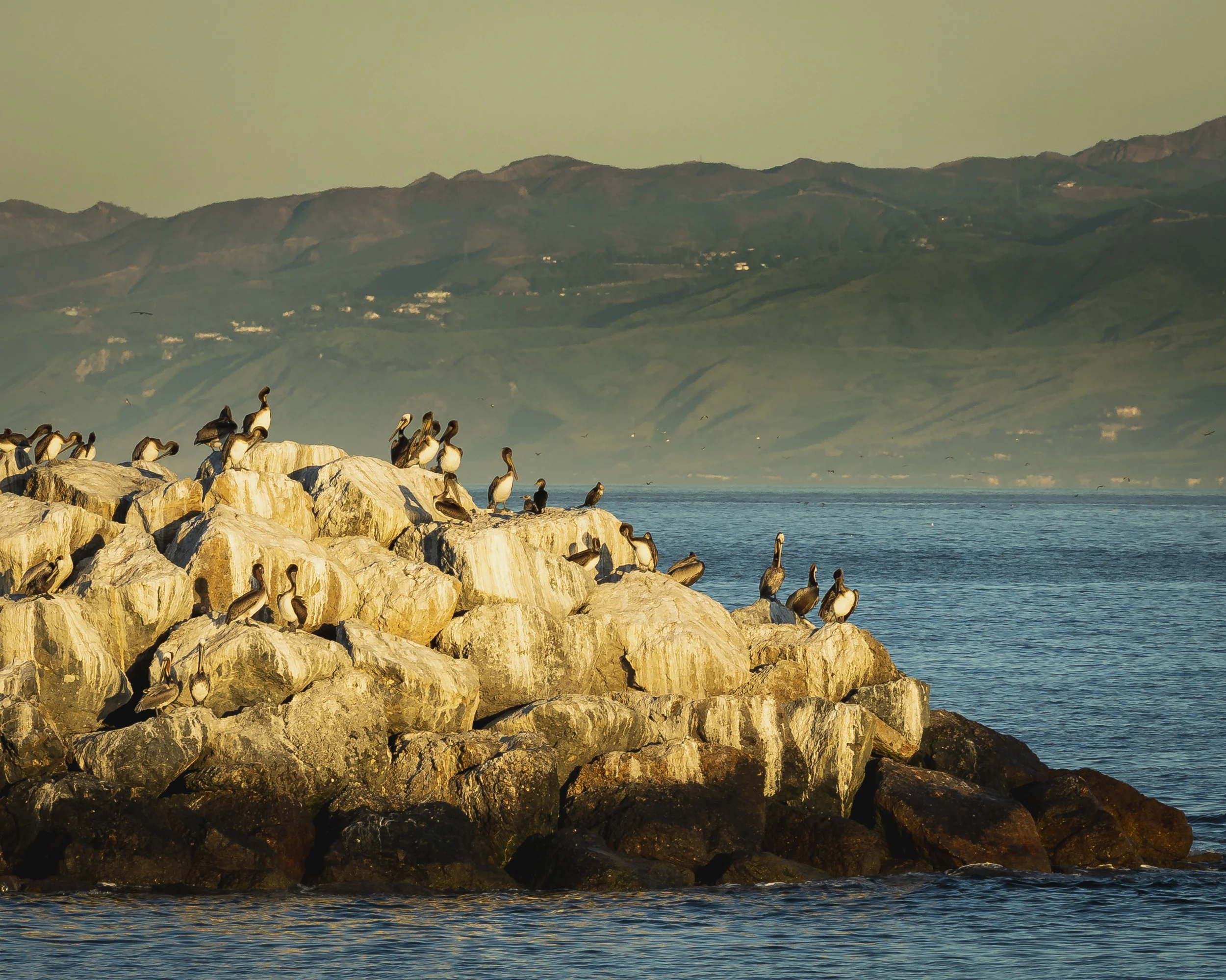 Pelican Gang.jpg