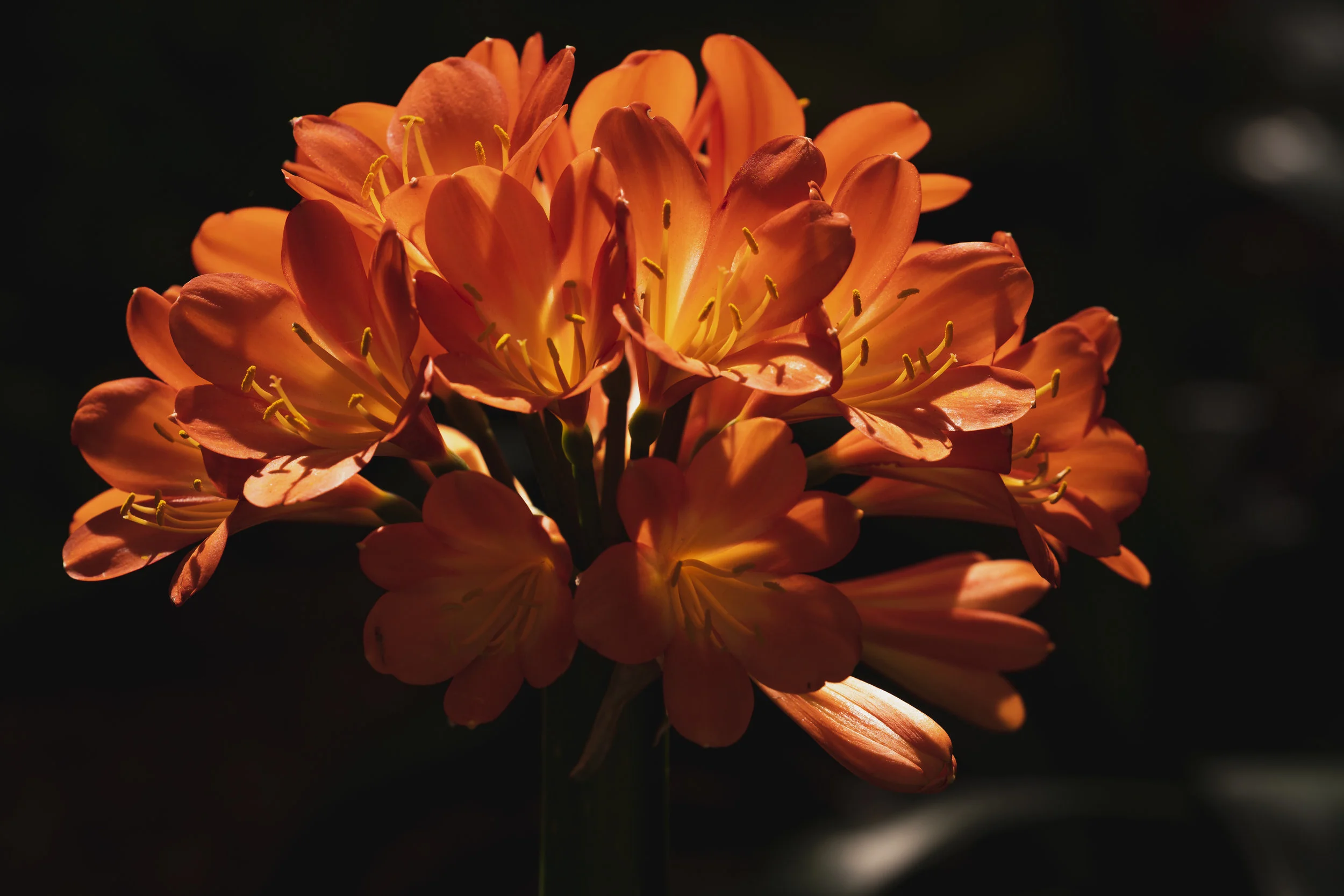 Orange Lily Bunch.jpg