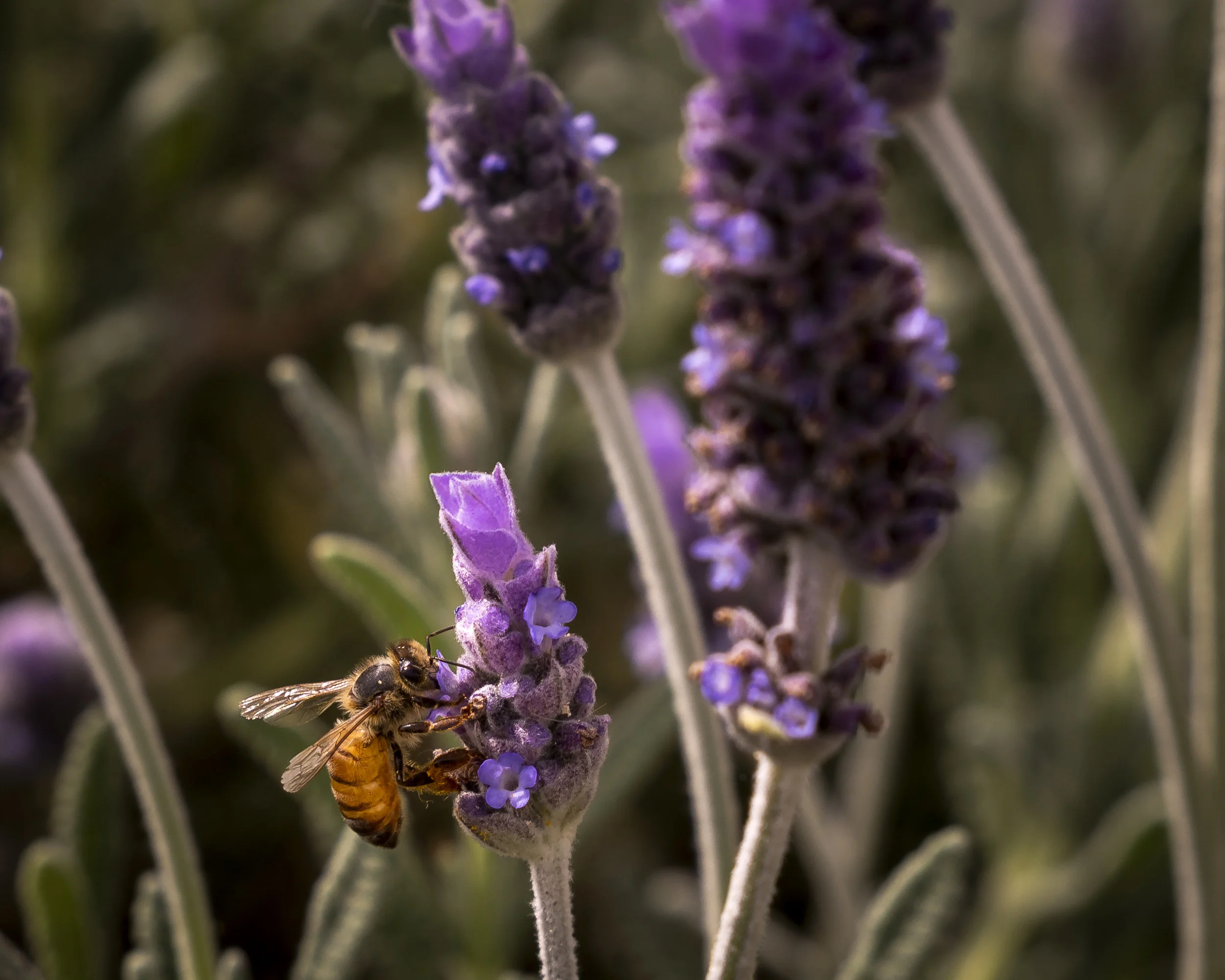 Feeding Bee.jpg