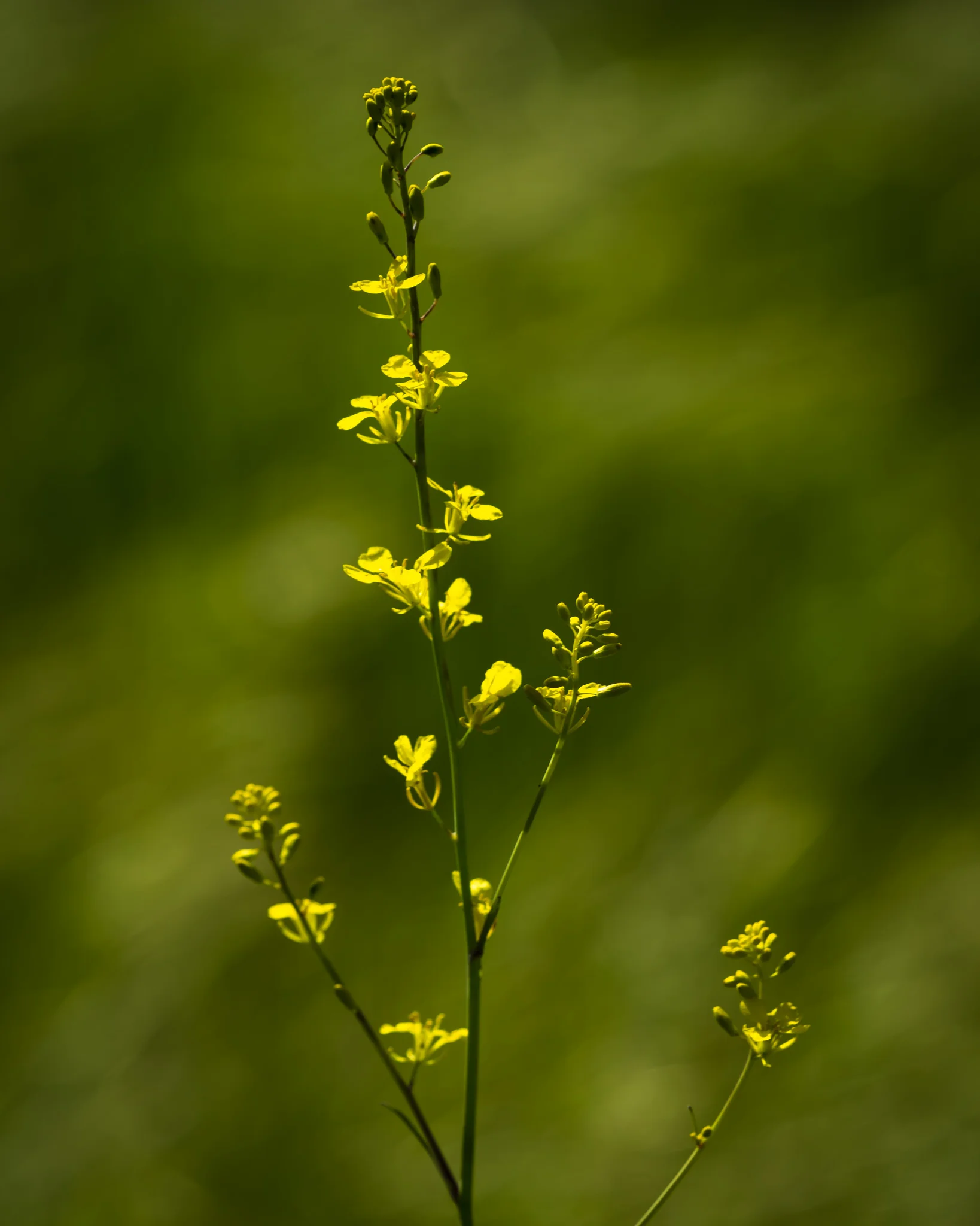 Yellow Flower.jpg