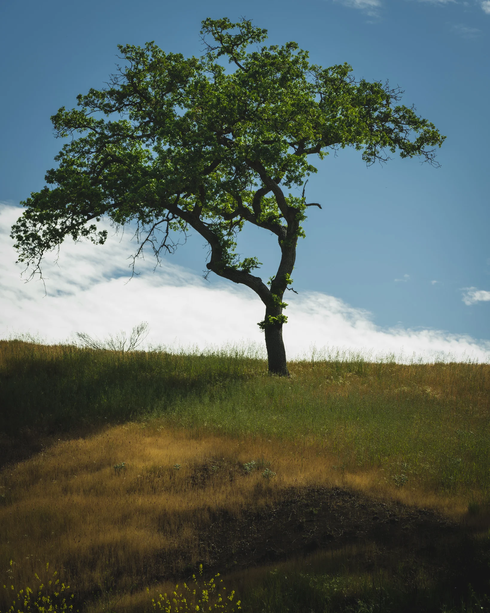 Tree on a Hill.jpg
