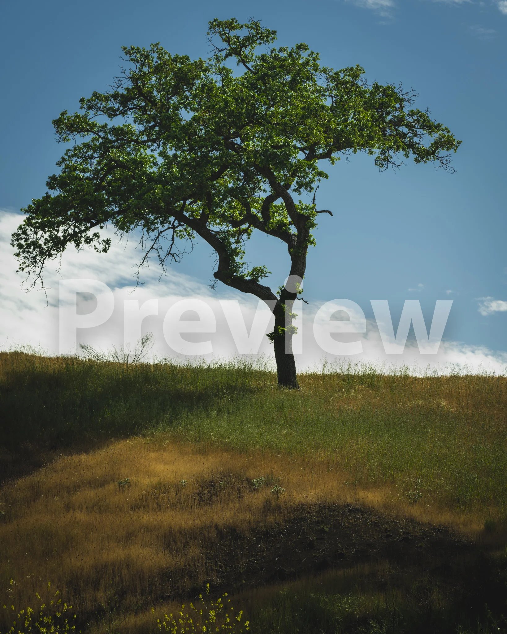 Solitary Tree Preview.jpg