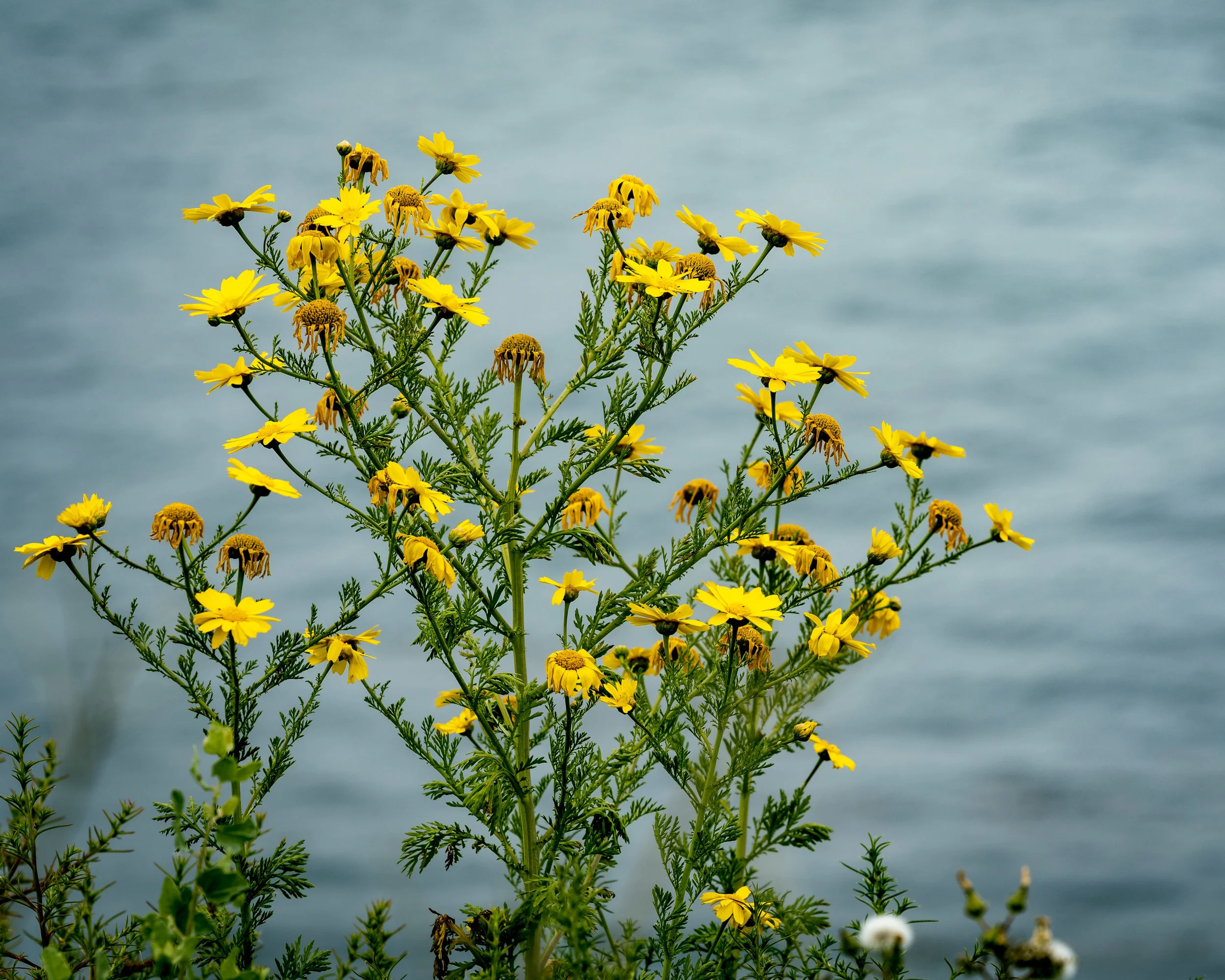 Oceanside Daisies.jpg