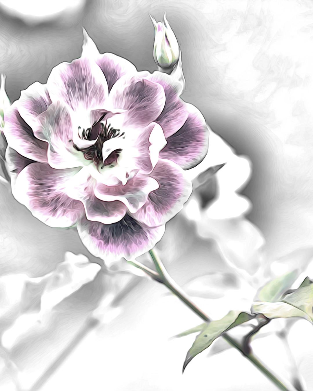 Stylized Pink Carpet Rose.jpg