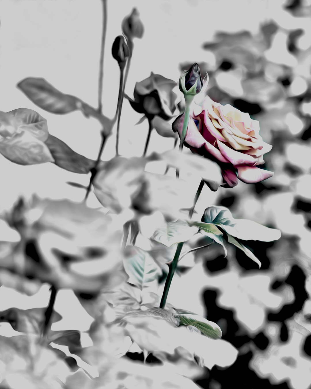 One Rose in a Line Stylized.jpg