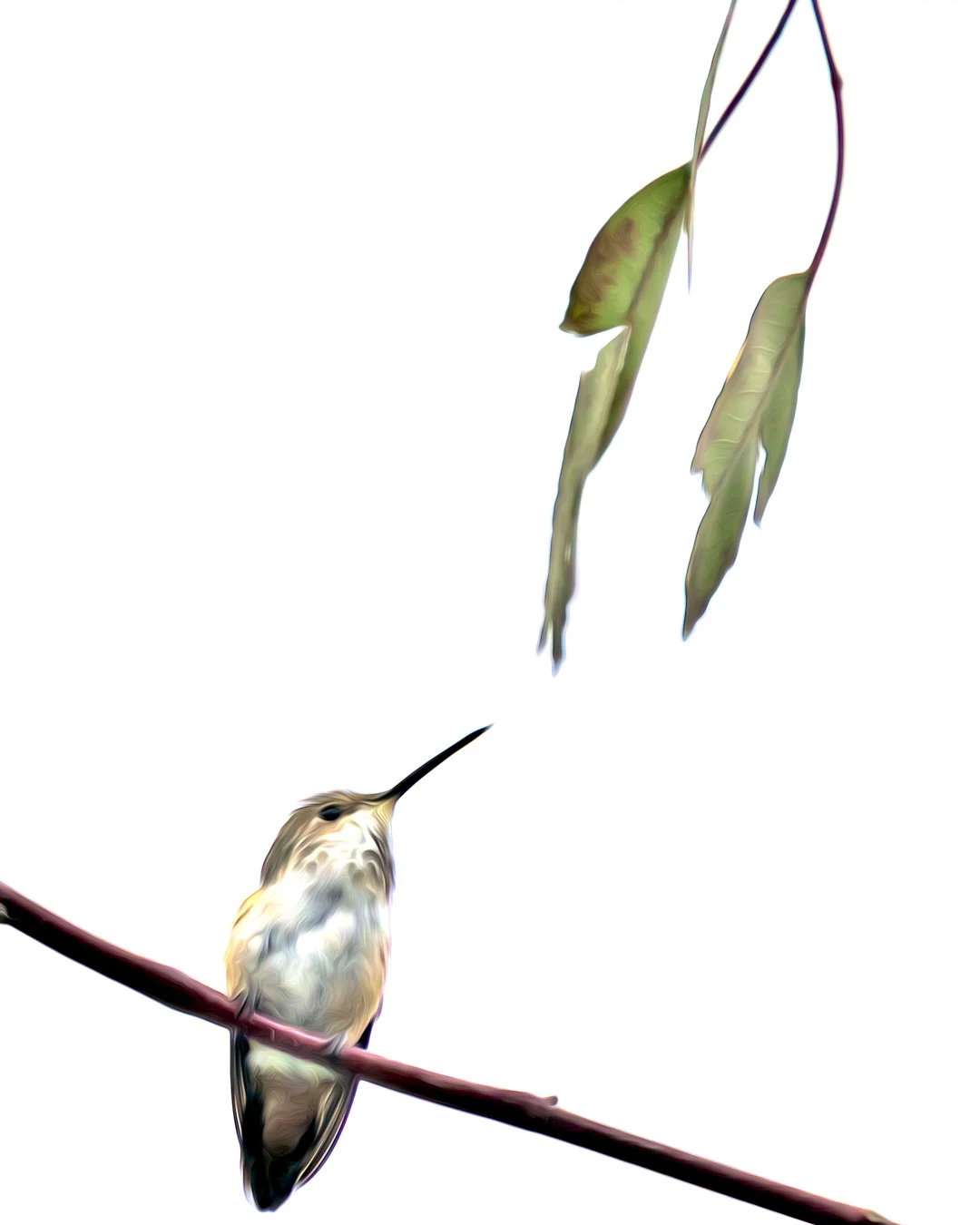 Stylized Hummingbird on a branch.jpg